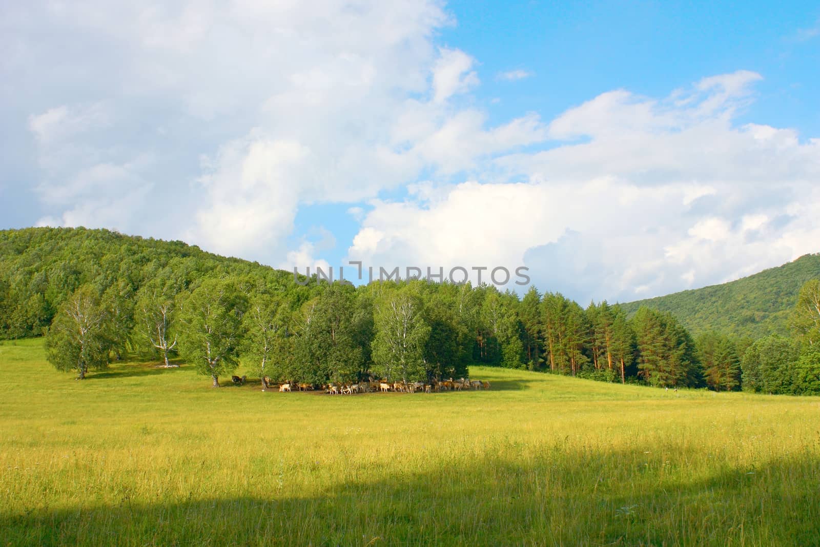 Beautiful summer landscape with forest and herd of cows