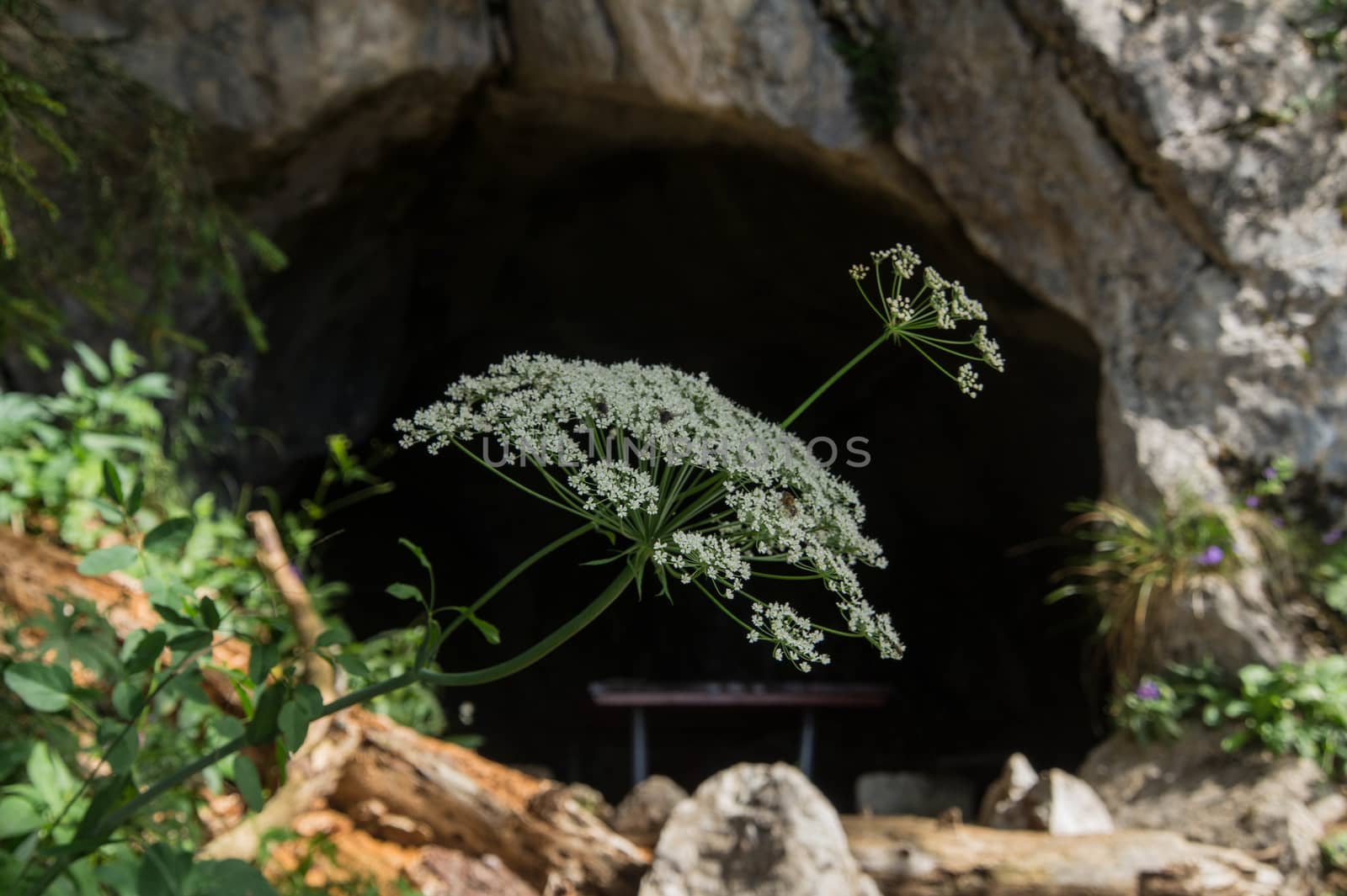 grotte,sonchaux,vaud,swiss