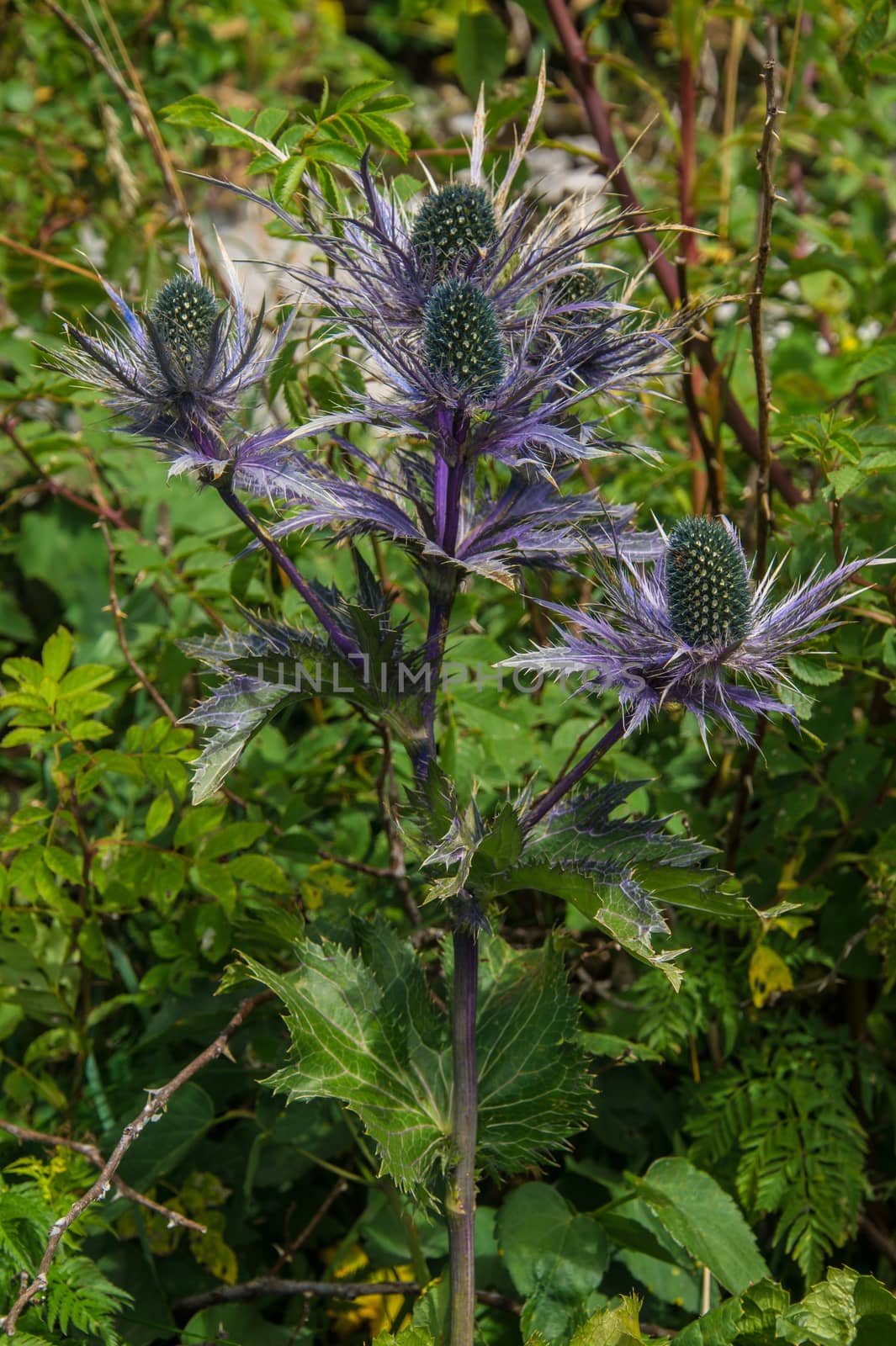 eryngium planum,rocher de naye,vaud,swiss