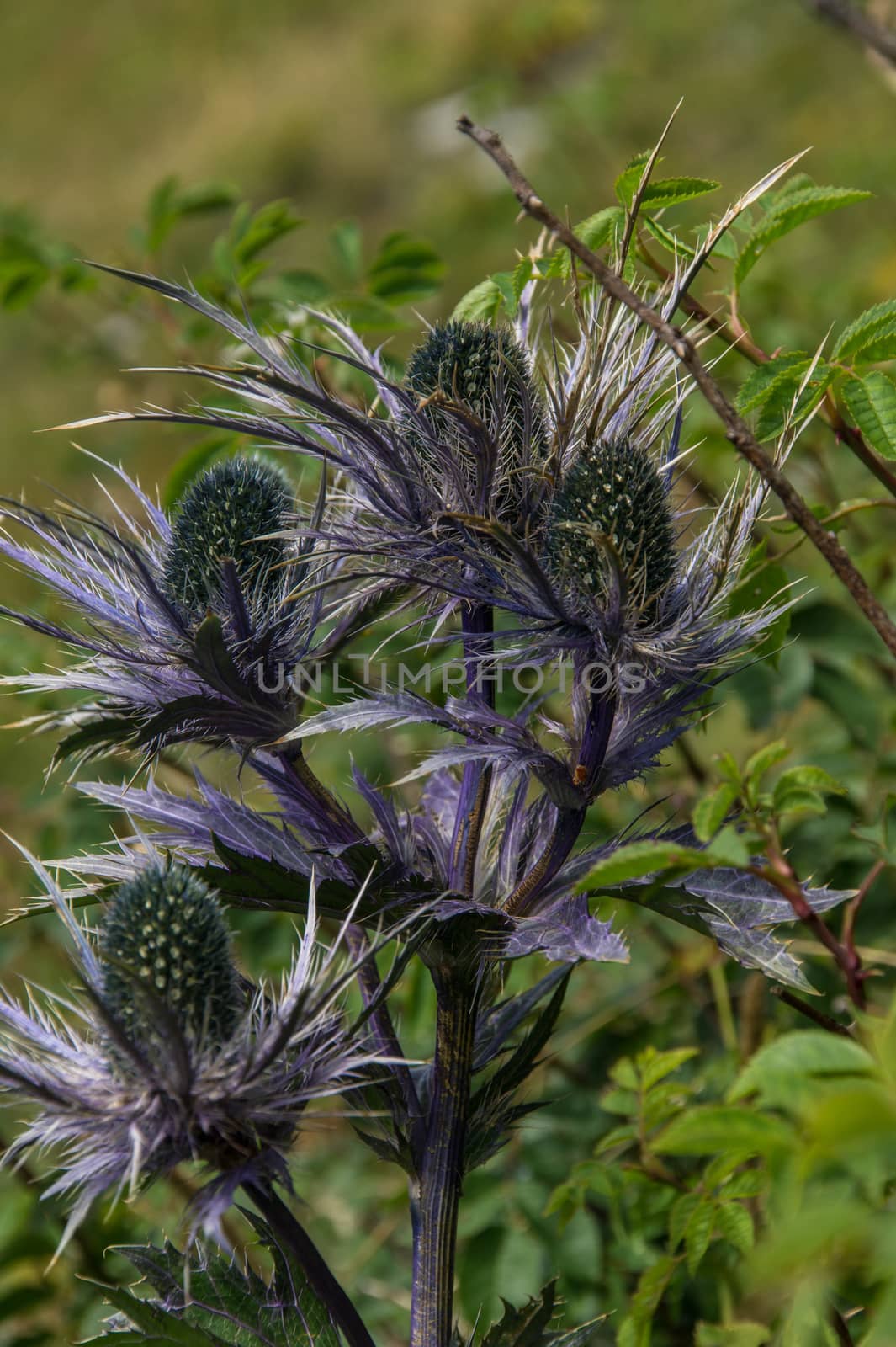 eryngium planum,rocher de naye,vaud,swiss