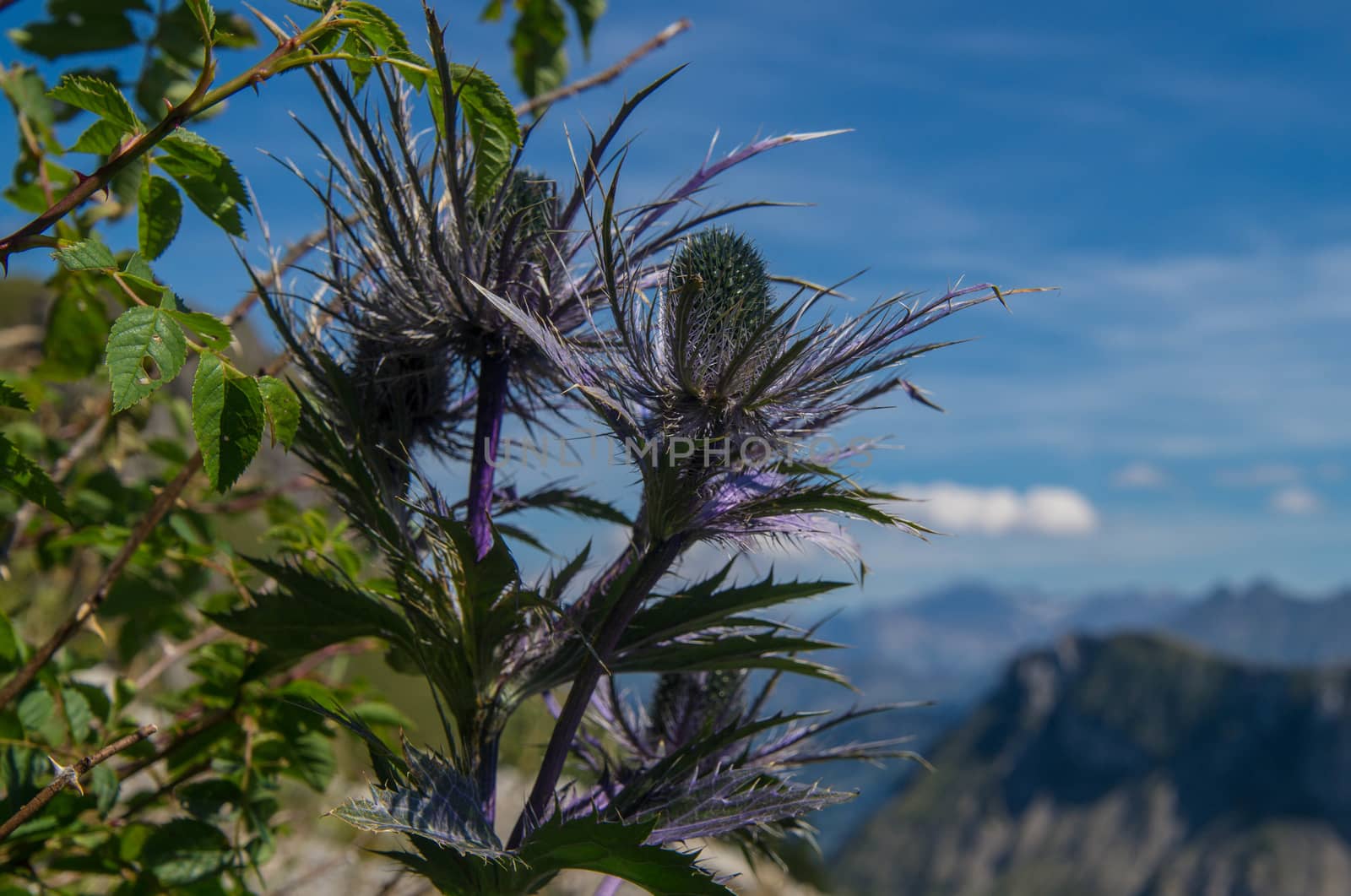 eryngium planum,lac leman,vaud,swiss