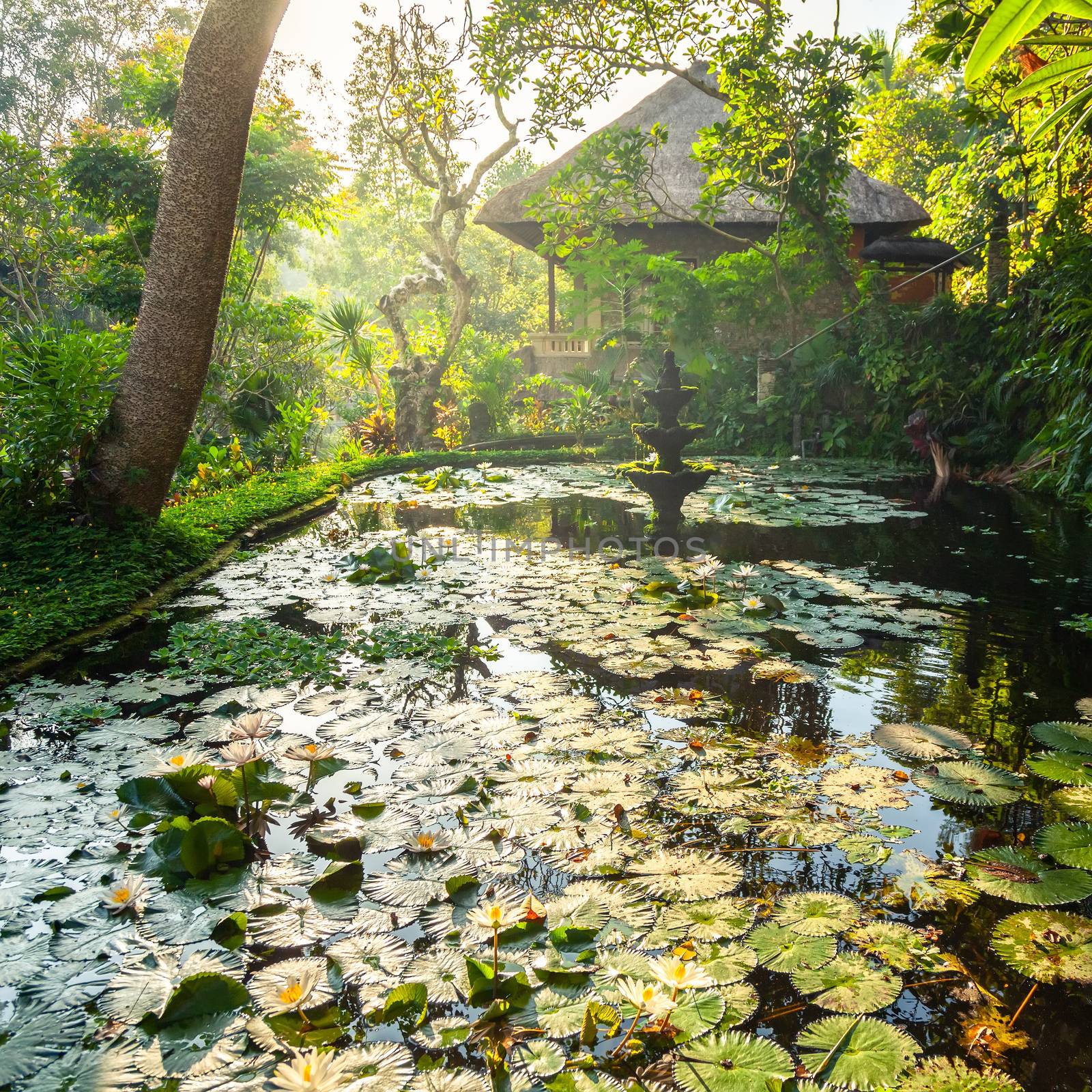 Ornamental pond and fountain in a garden in Bali, Indonesia with water lily pads in a warm golden light filtering through the trees