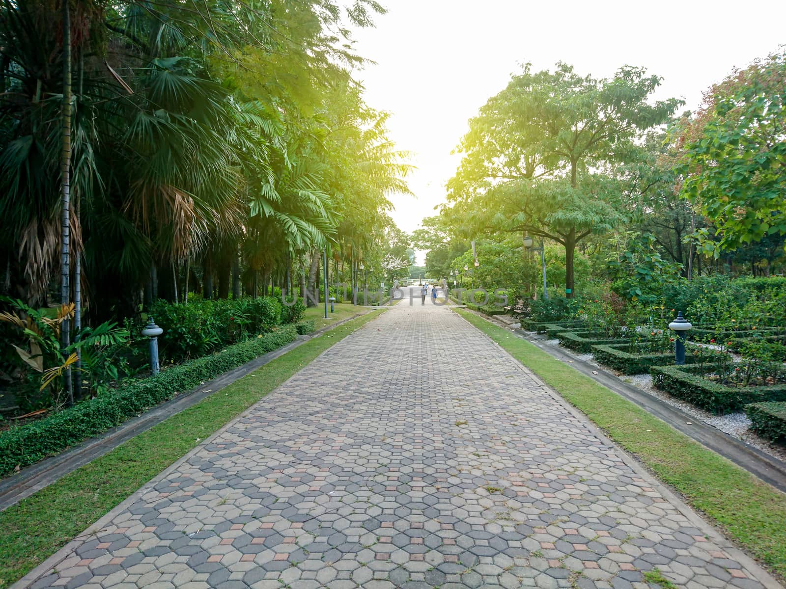 Stone brick way in the park with sunlight