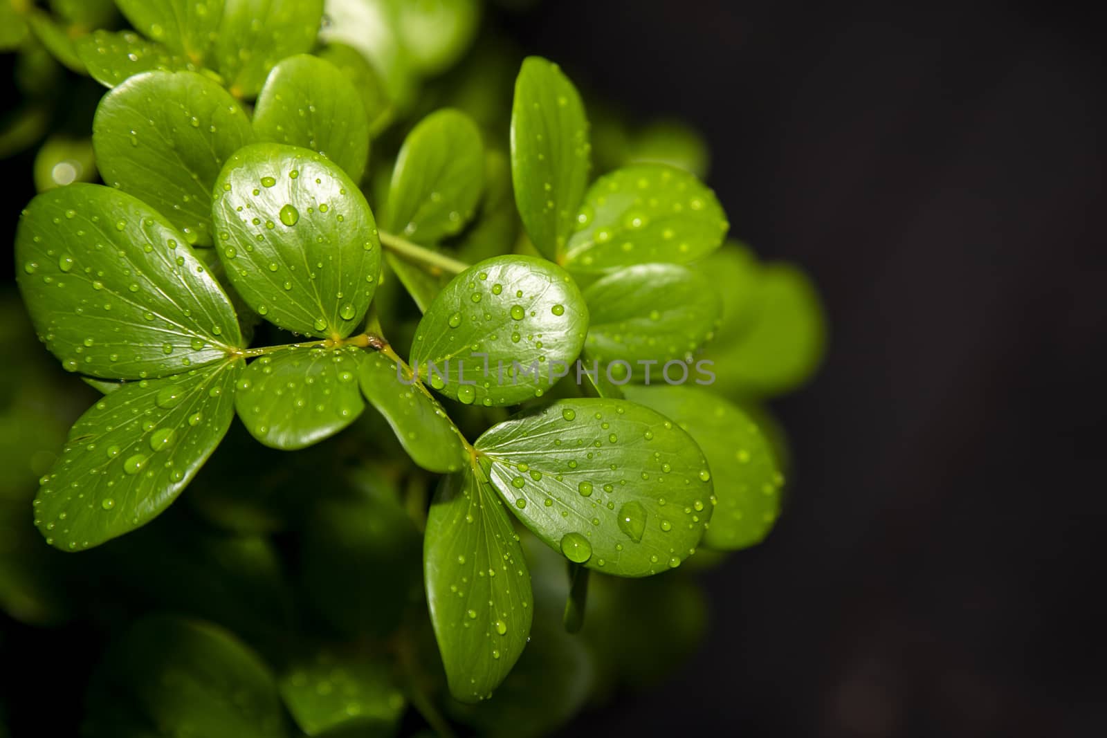 Green leaf with water drops by liewluck