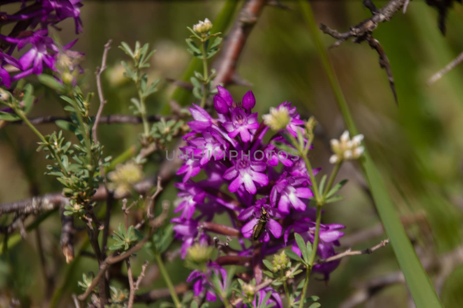 orchis,drome,france