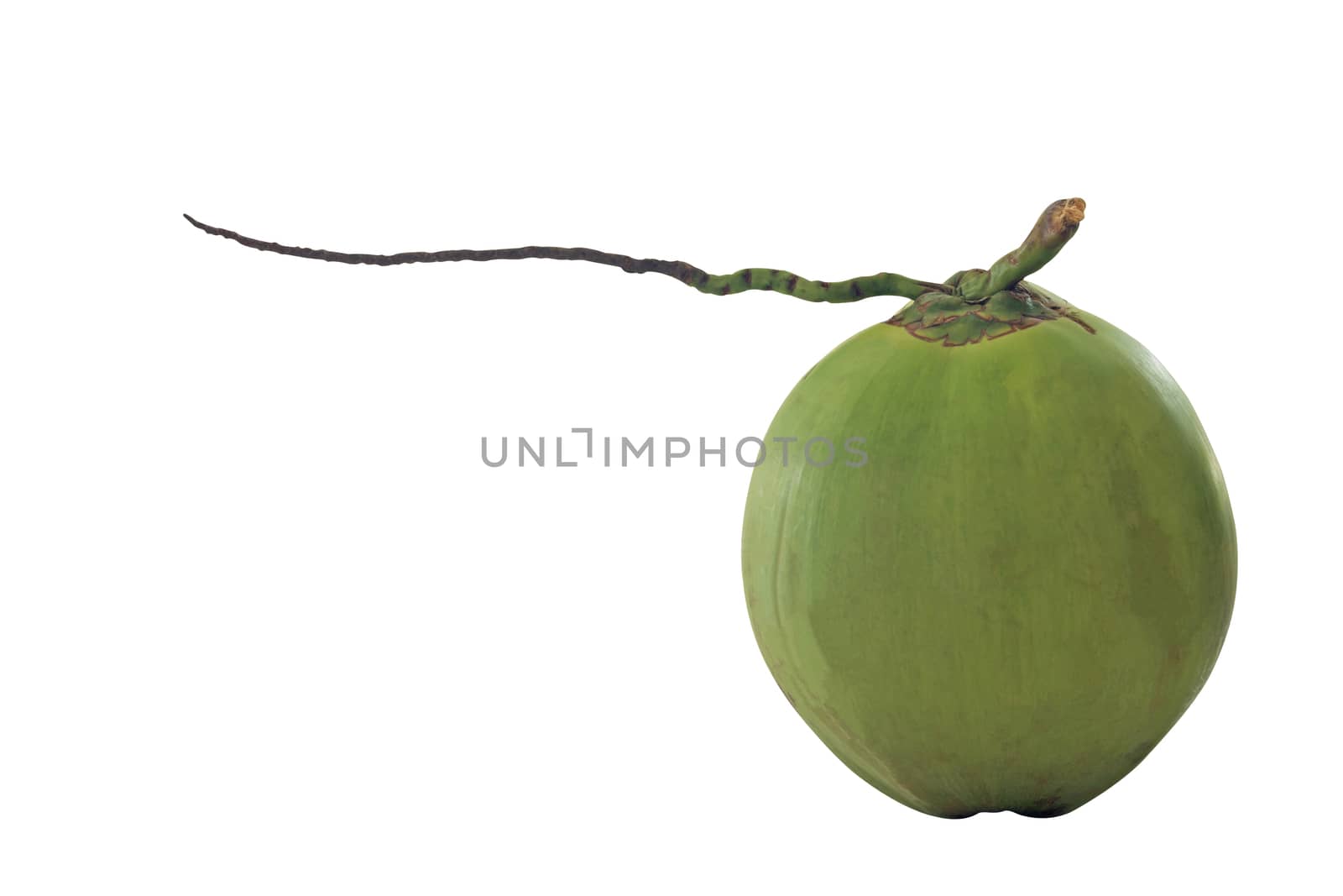 Isolate green coconut on white background