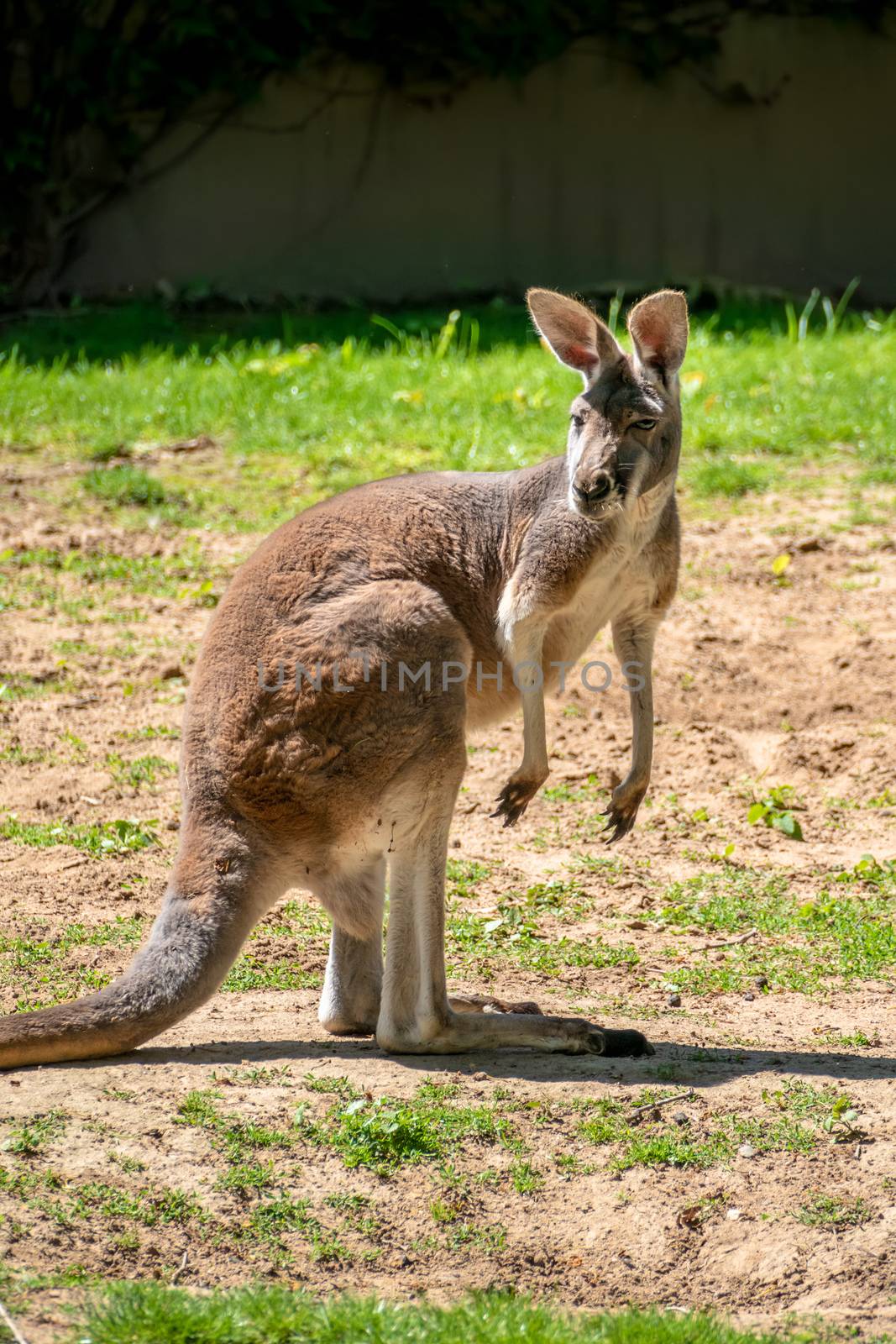 An image of a typical kangaroo standing and watching
