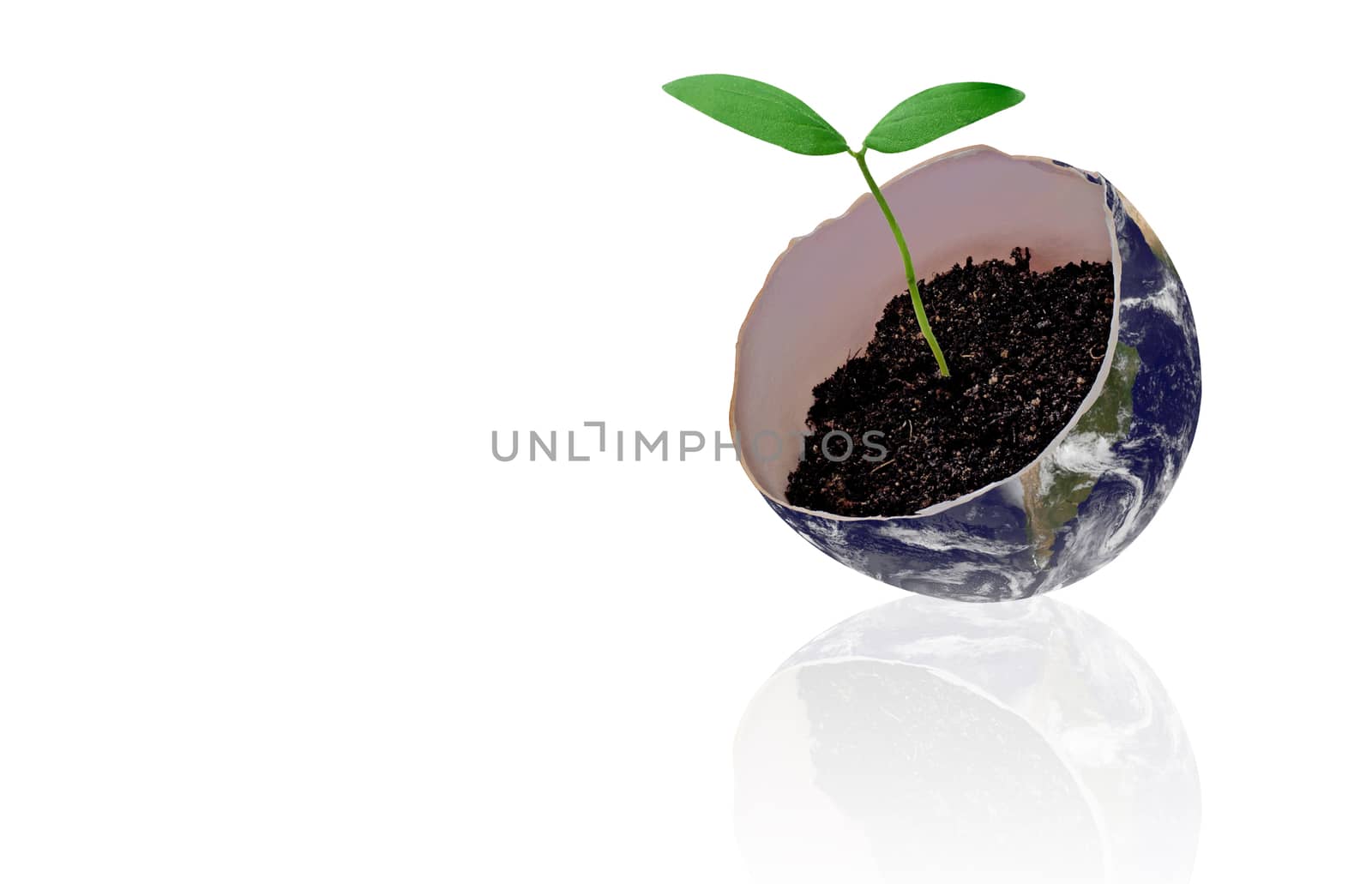 Isolate young plant and the Earth on white background, nature and ecology concept,  Elements of this image furnished by NASA