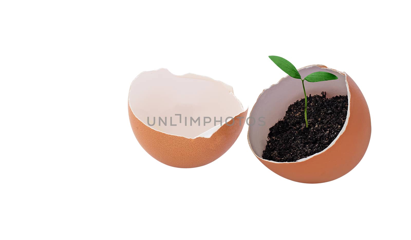 Isolate egg and young plant on white background, nature and ecology concept