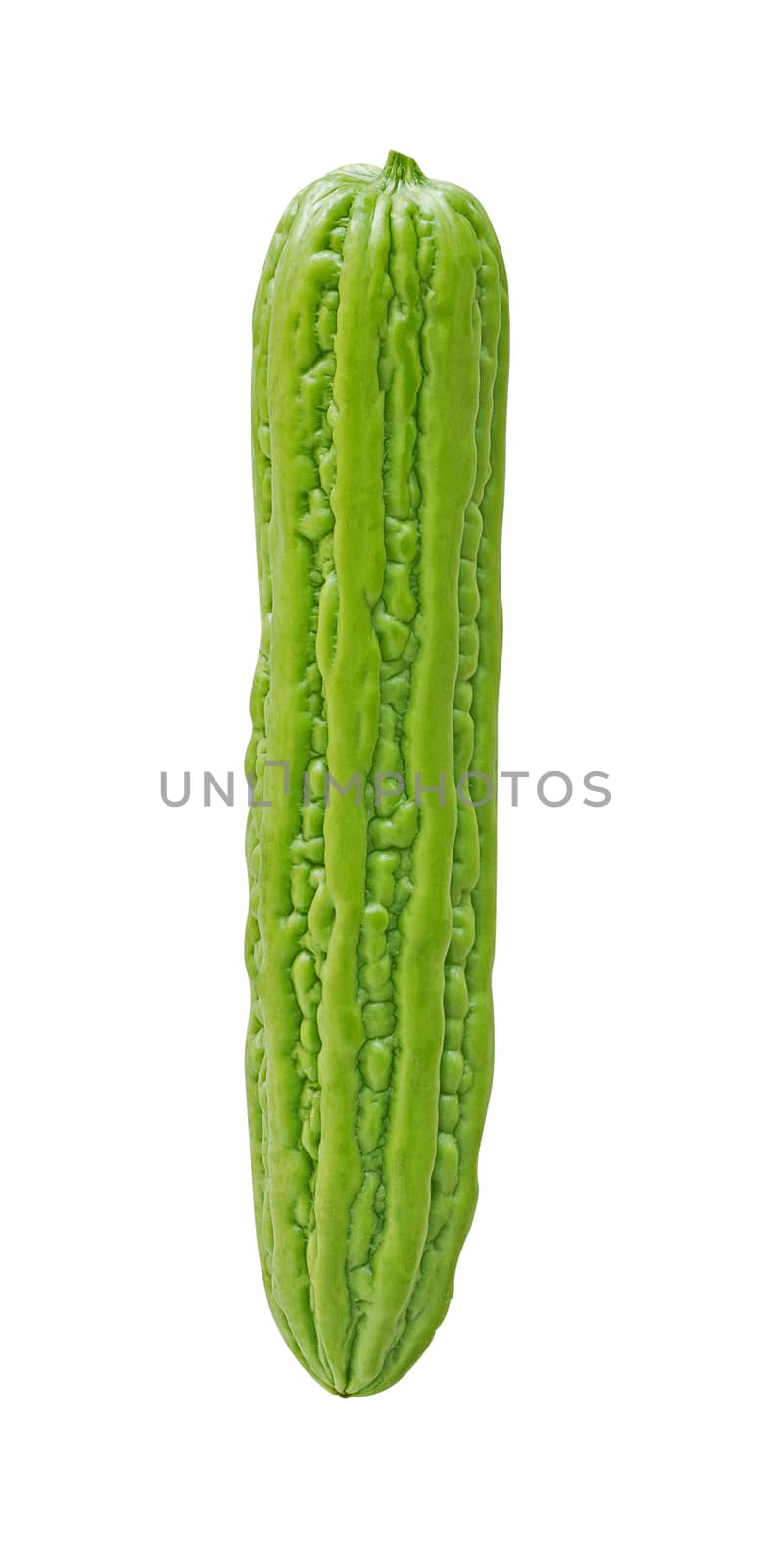 Isolate balsam apple, balsam pear, bitter cucumber, bitter gourd, bitter melon on white background 