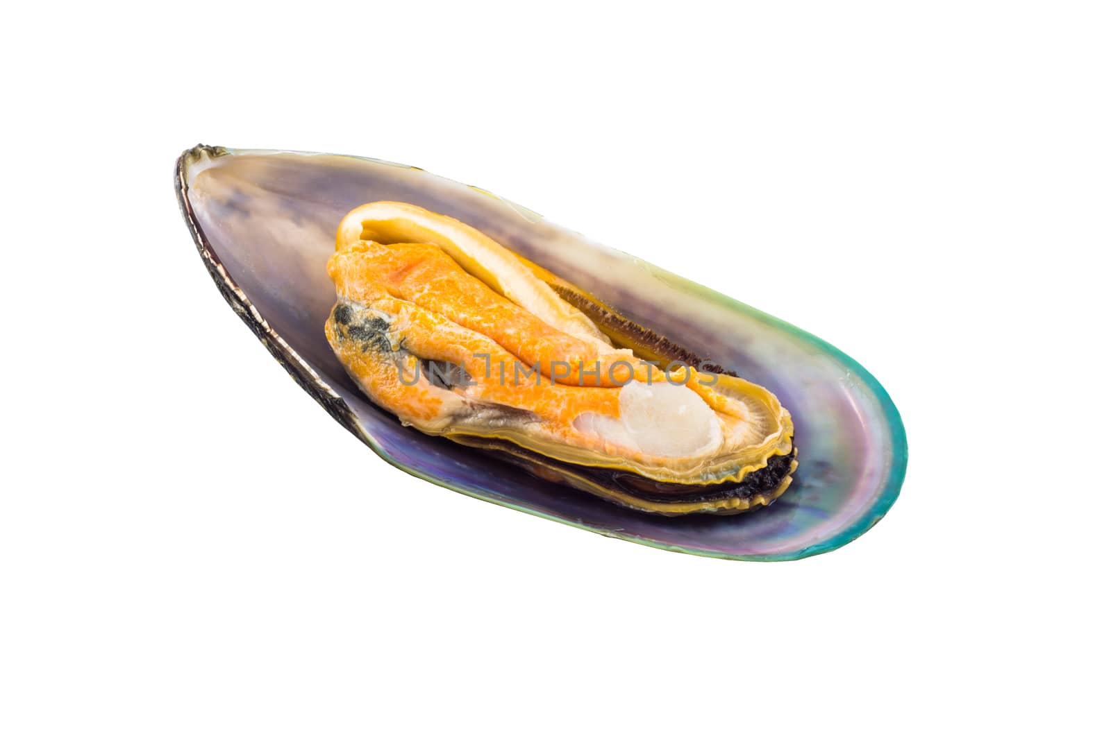 Fresh raw green shell mussel on white background