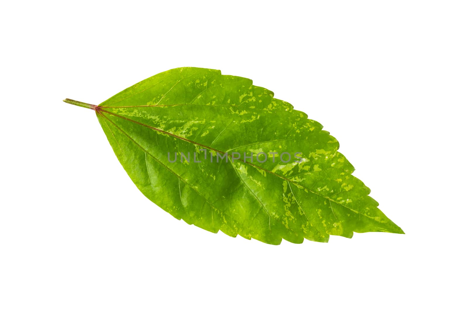 Close up fresh green leaf on white background