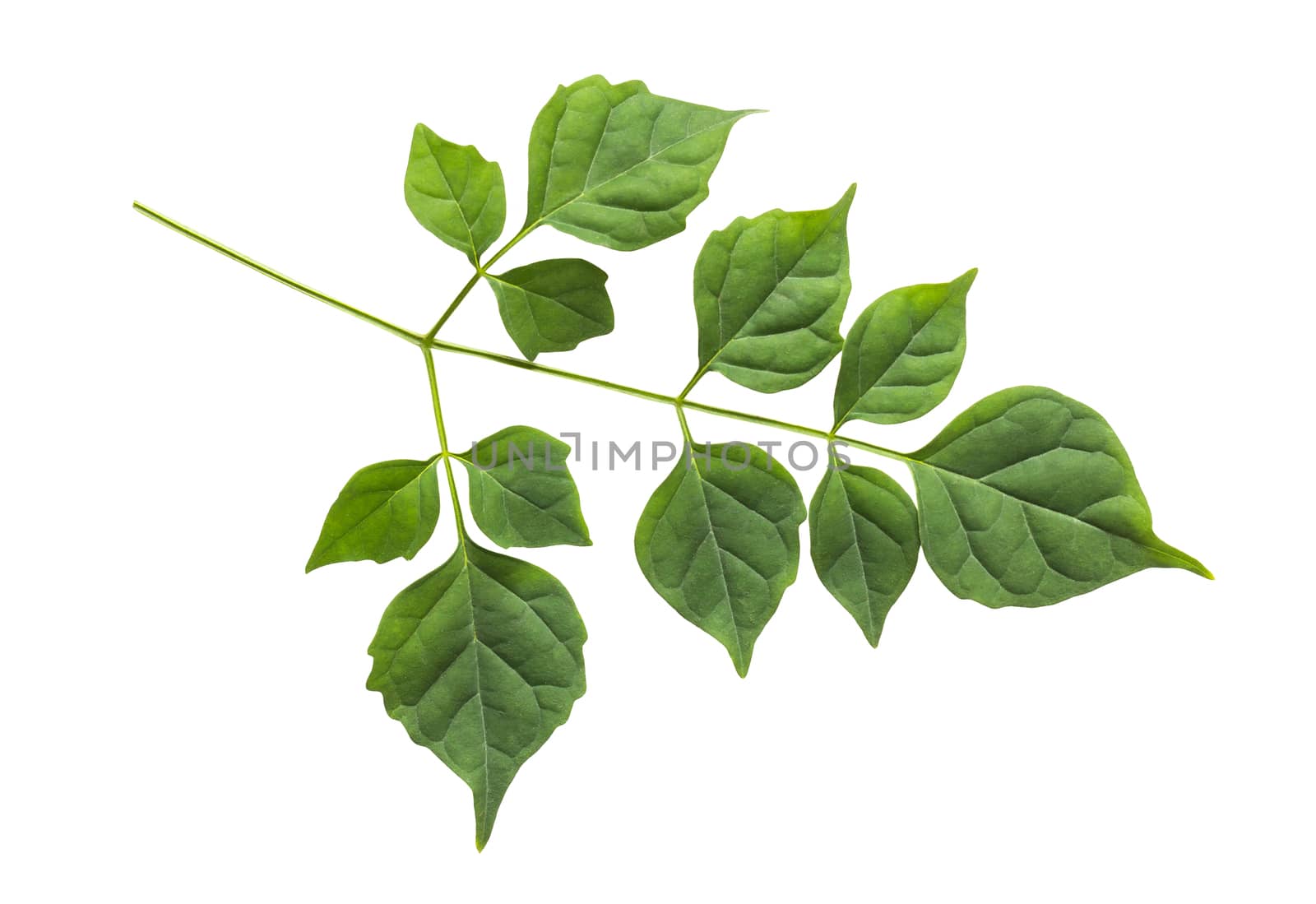 Close up branch of green leaf on white background, texture green leaf