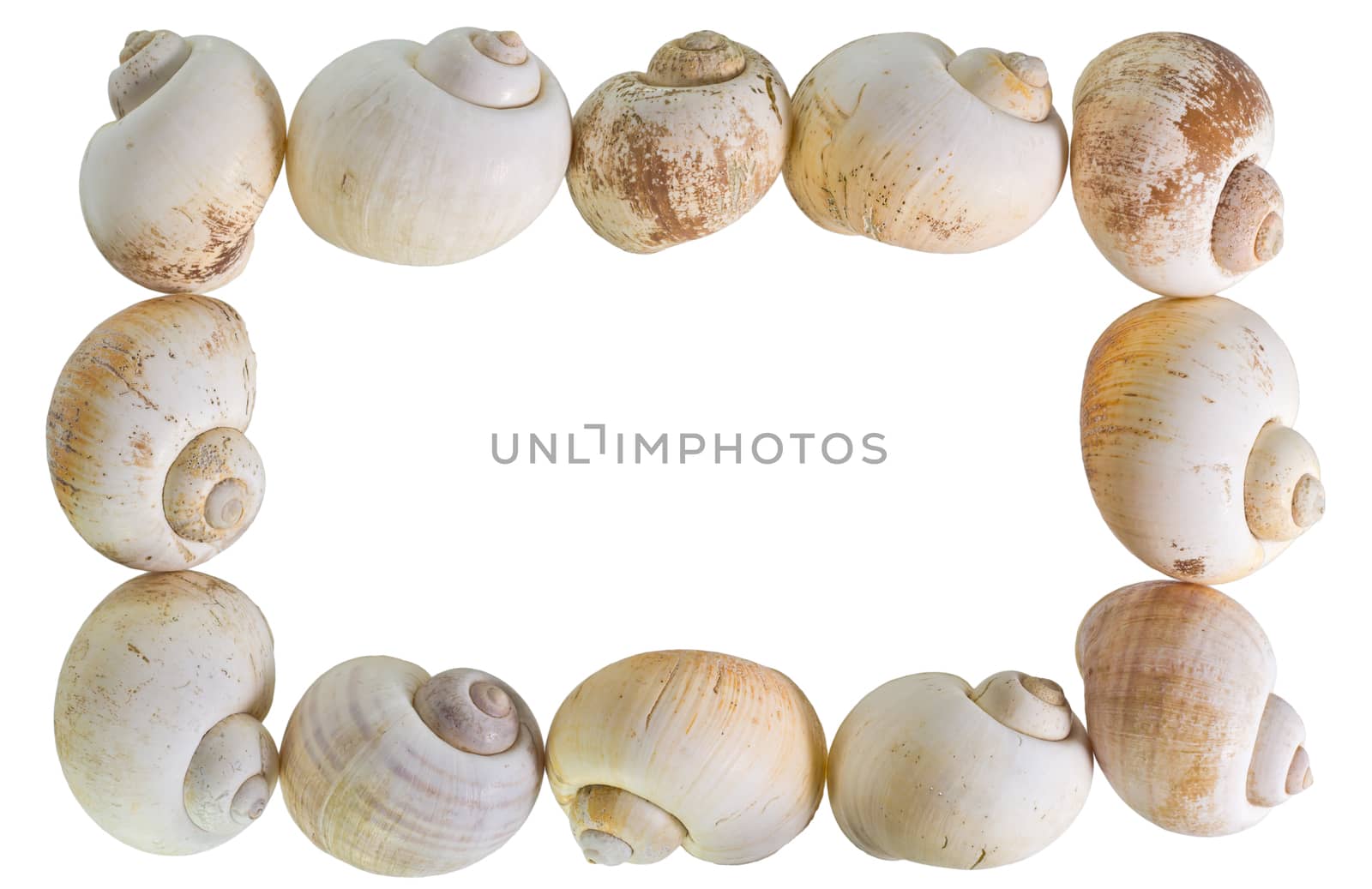 Frame of Sea Shells on clear white background