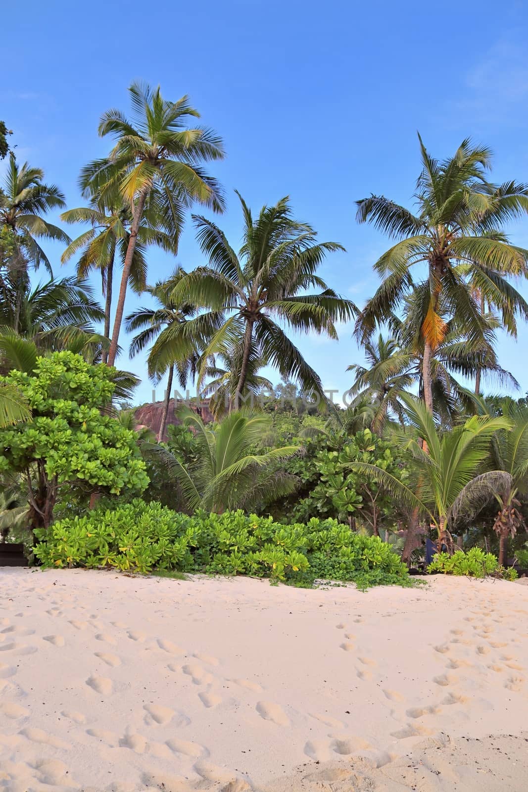 Sunny day beach view on the paradise islands Seychelles.