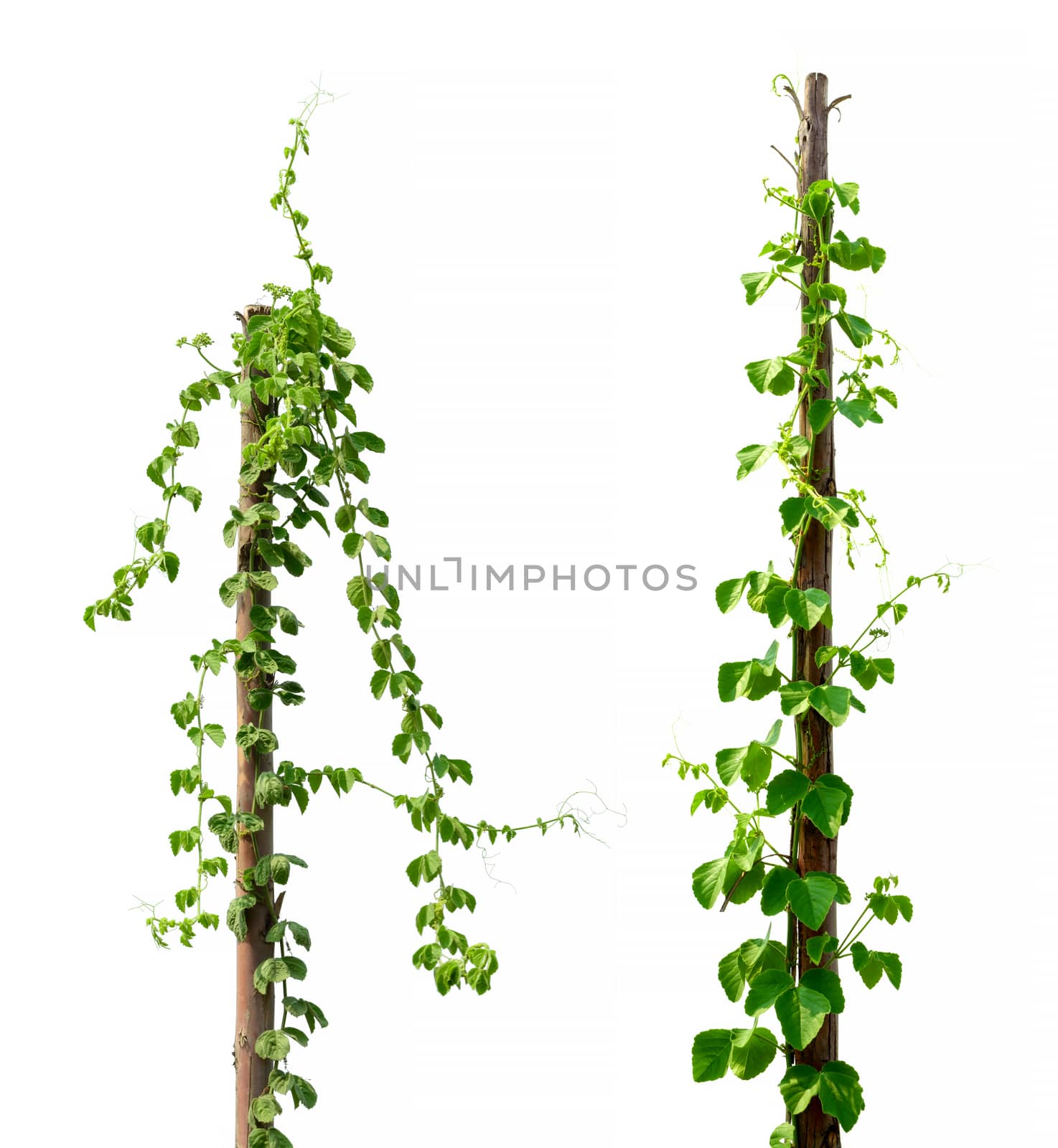 Vine Branch and leaves on wood isolated on white background