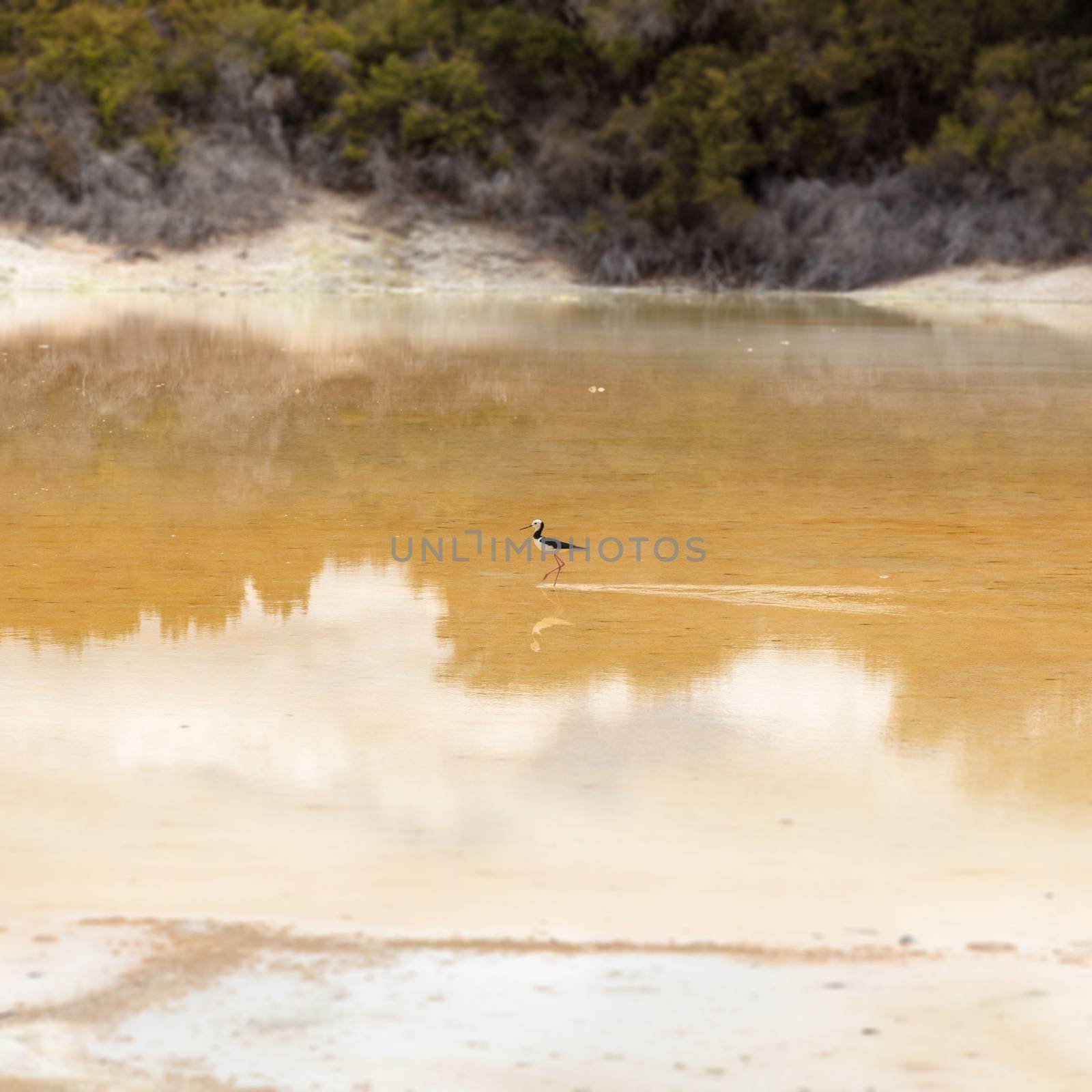 An image of a Pied Stilt in New Zealand standing in water