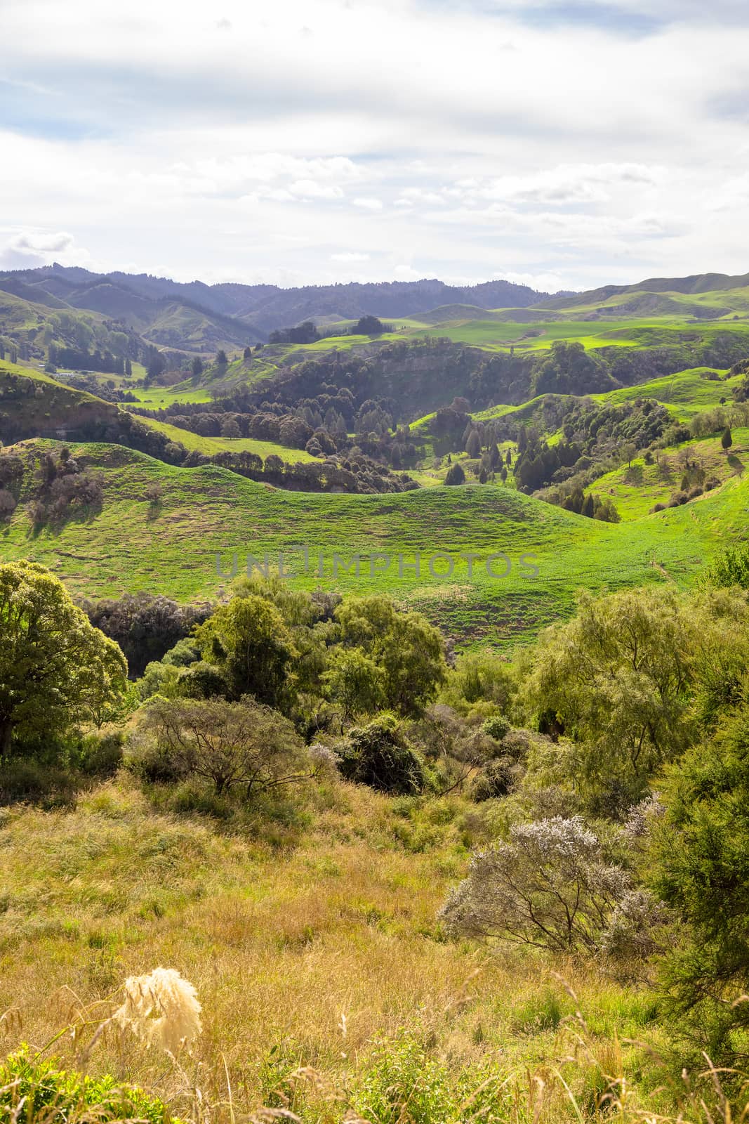 An image of a typical rural landscape in New Zealand