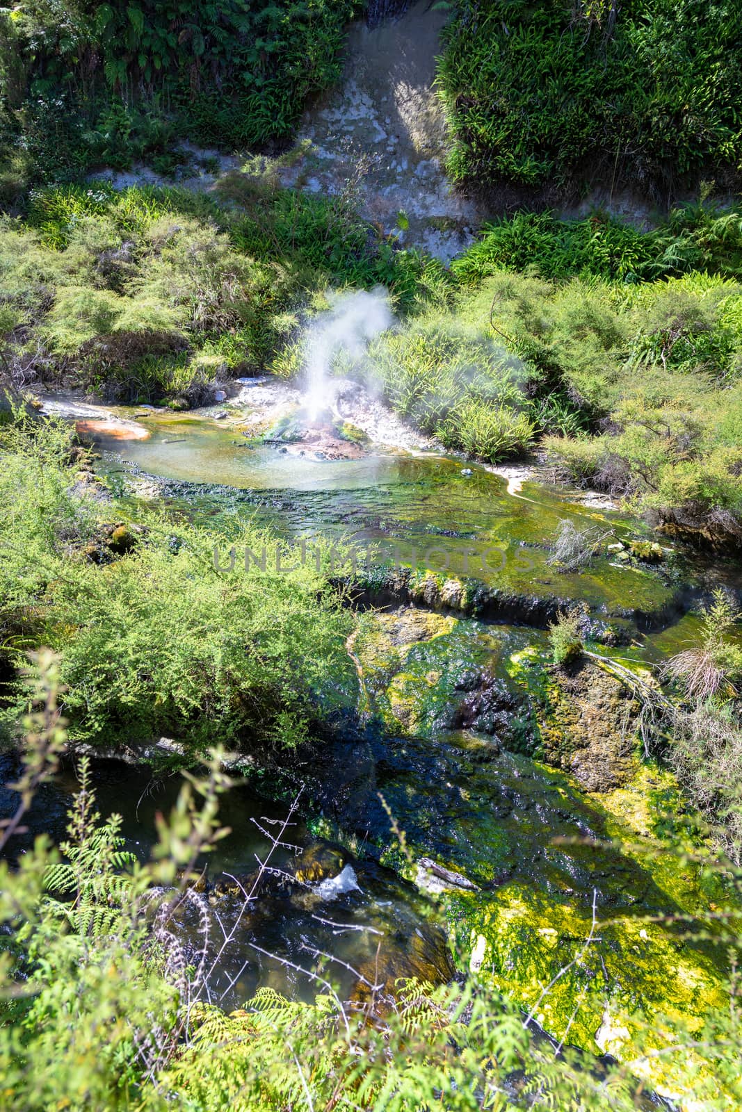 An image of a volcanic activities at waimangu new zealand
