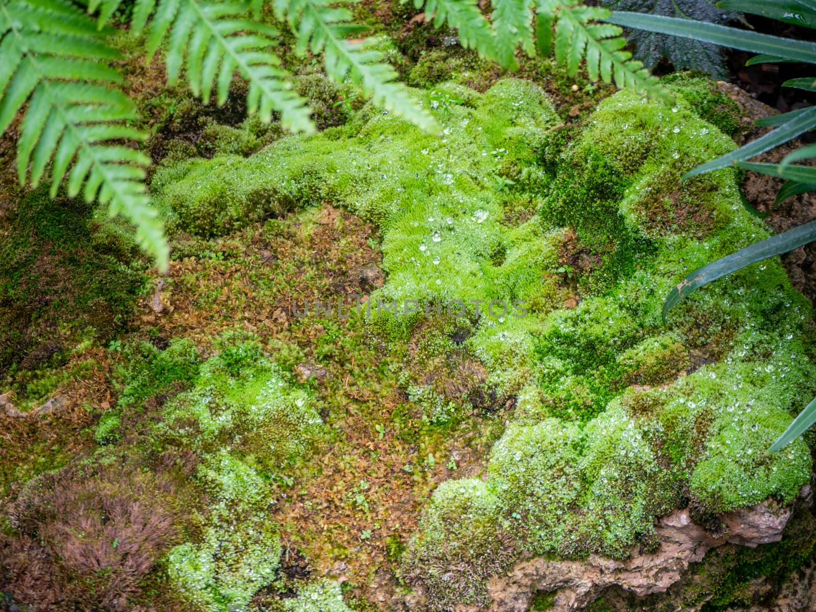 fern and moss and little plant growing on tree and rock