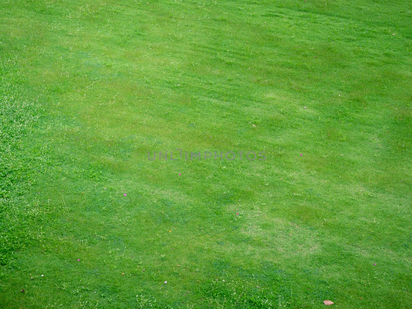 Green grass texture background, Top view of grass garden Ideal c by shutterbird