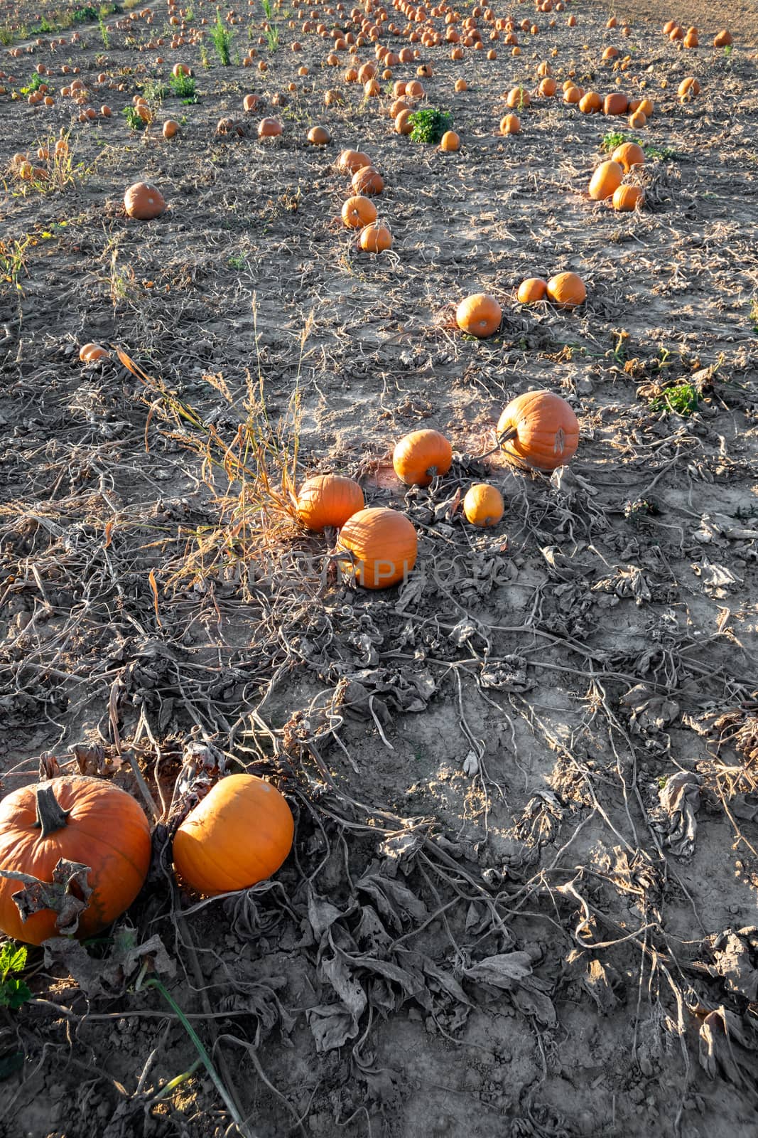 typical field of pumpkin by magann
