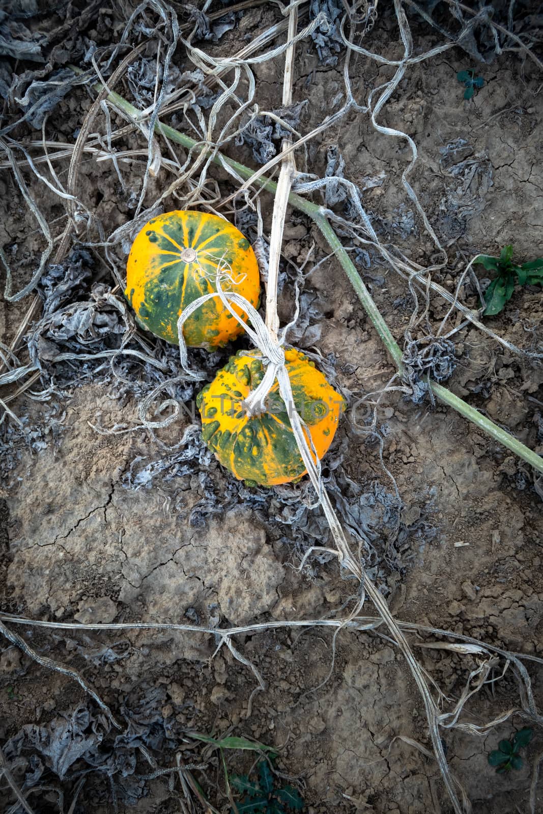 An image of a typical field of pumpkin