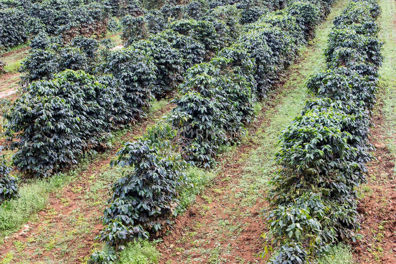Coffee plantations in a row  by Theeraphon