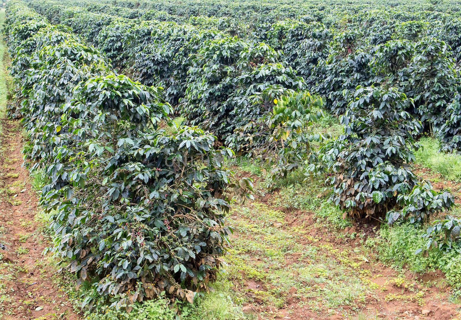 Coffee bushes in organic plantation on the Pak Se District