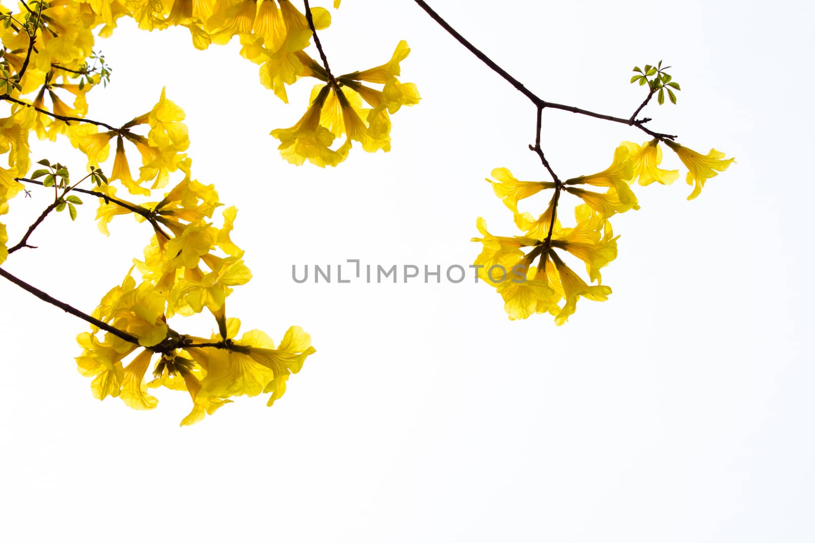 big branch plant with round fluffy yellow flowers