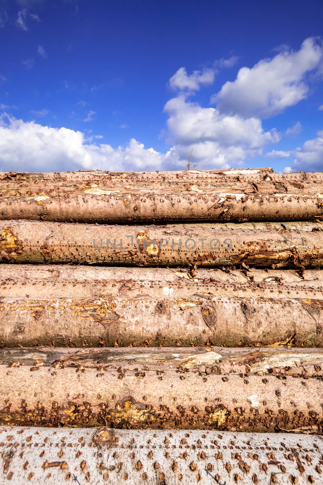 An image of a stack of wood in the forest