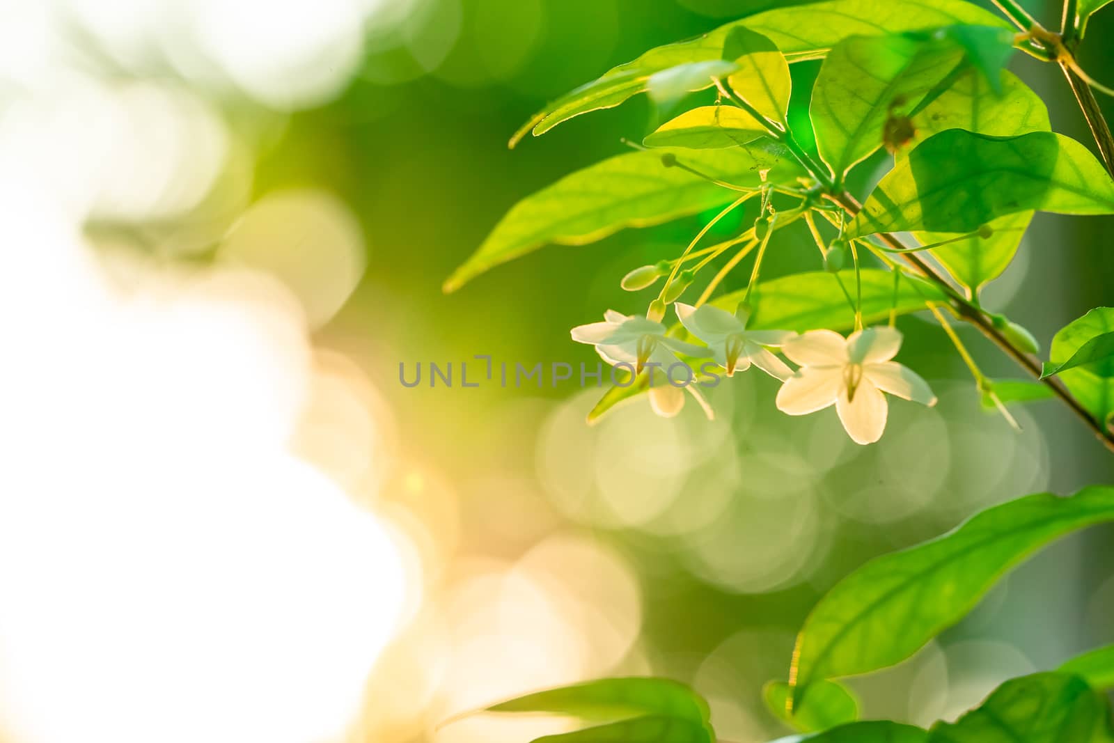 White flower photos with bokeh of sunset light by ToonPhotoClub
