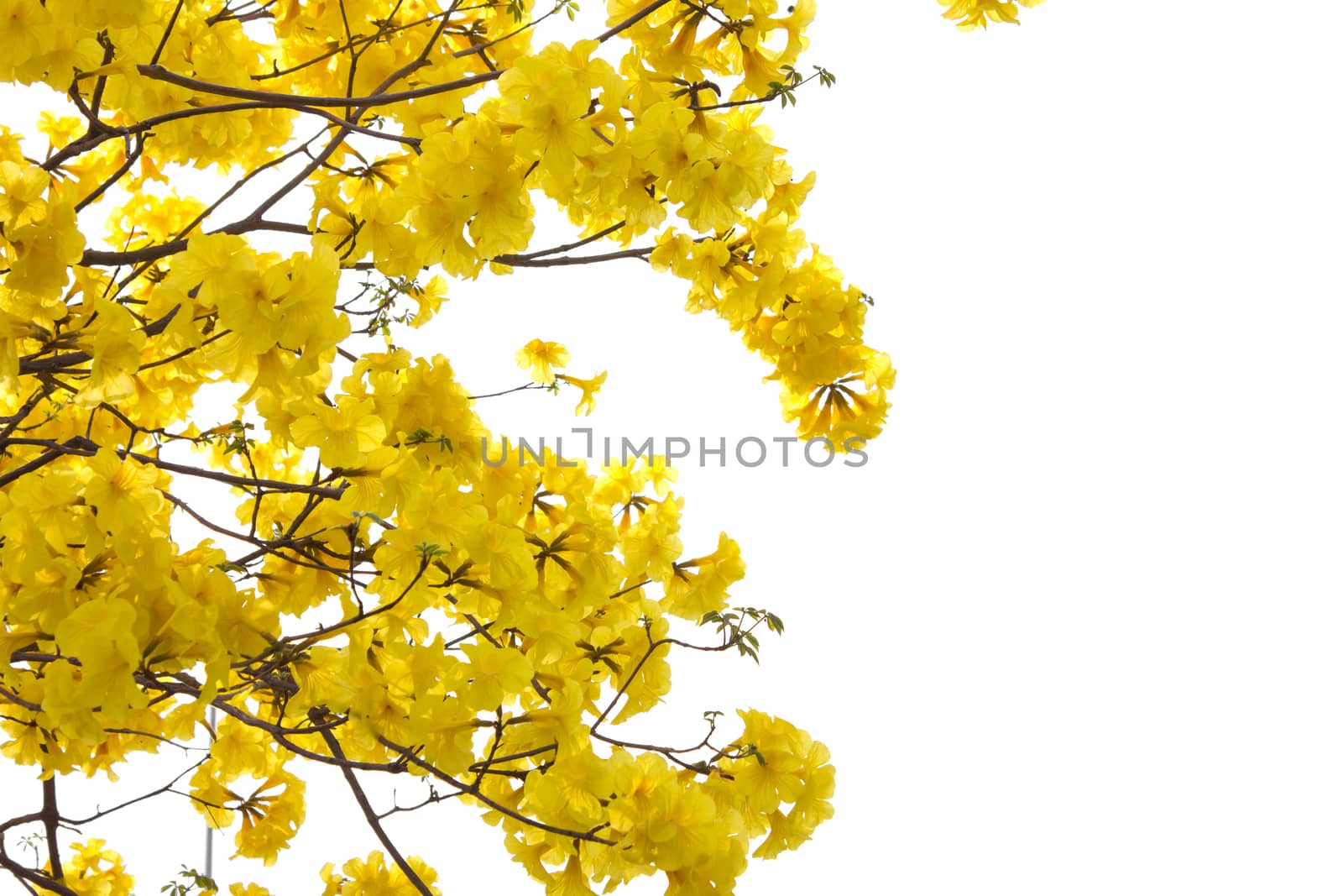 big branch plant with round fluffy yellow flowers