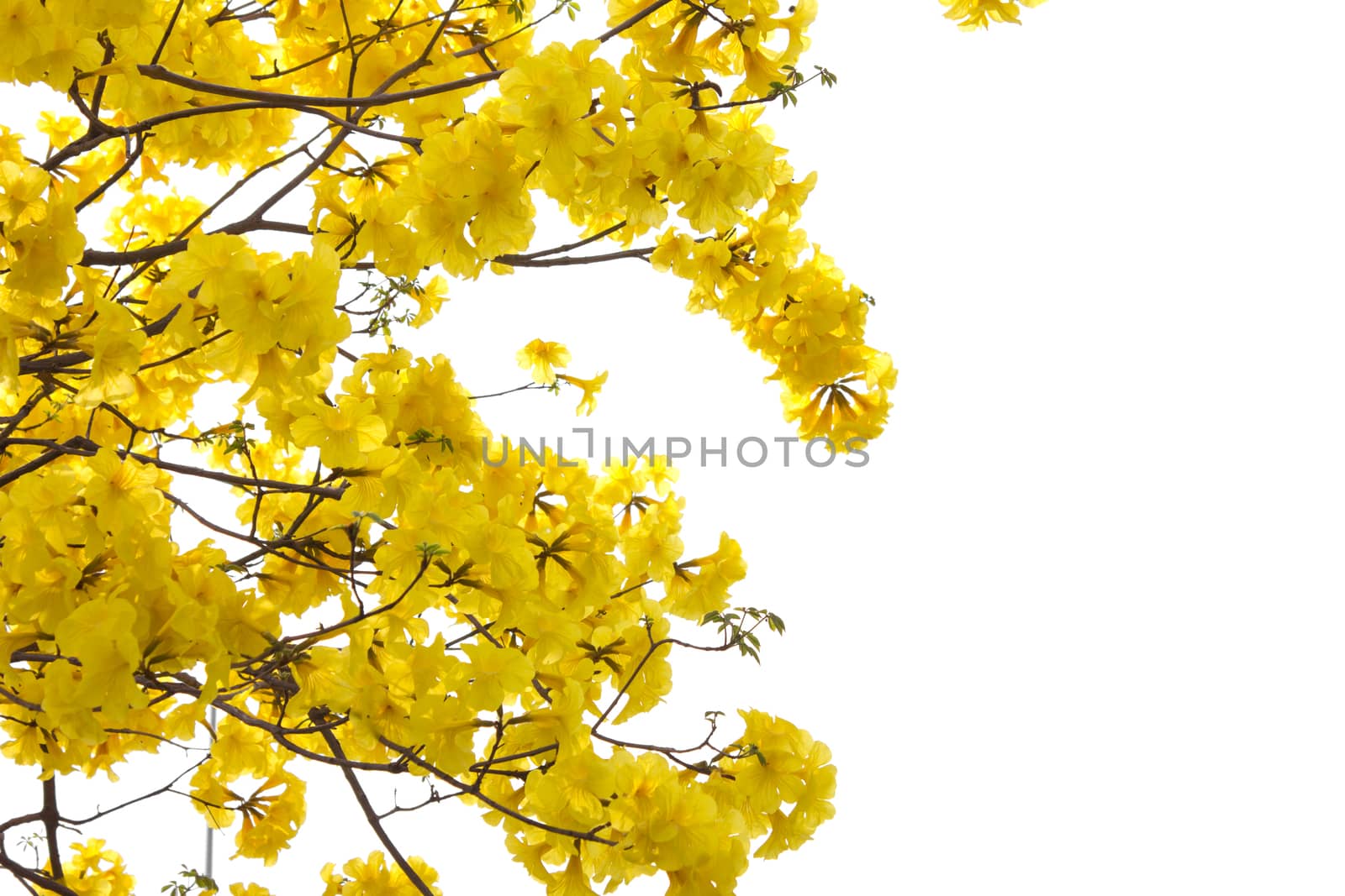 yellow flowers isolated background by shutterbird