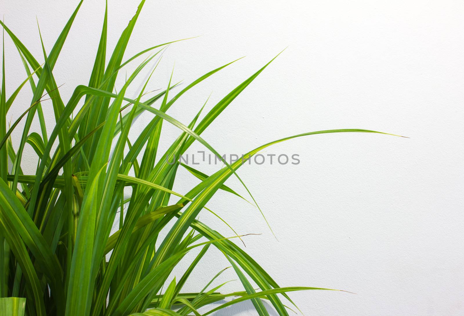 plant decoration in office building