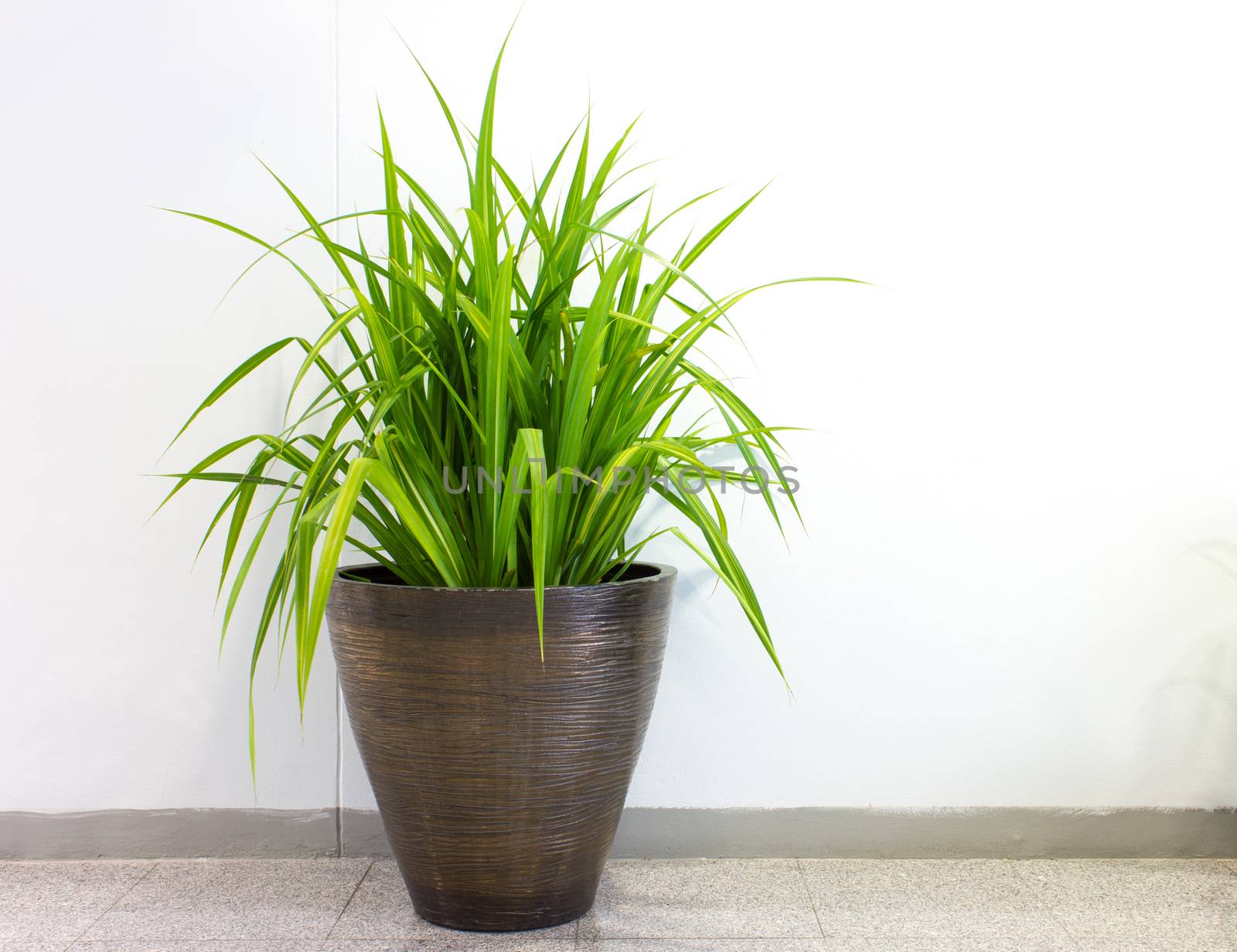 plant decoration in office building