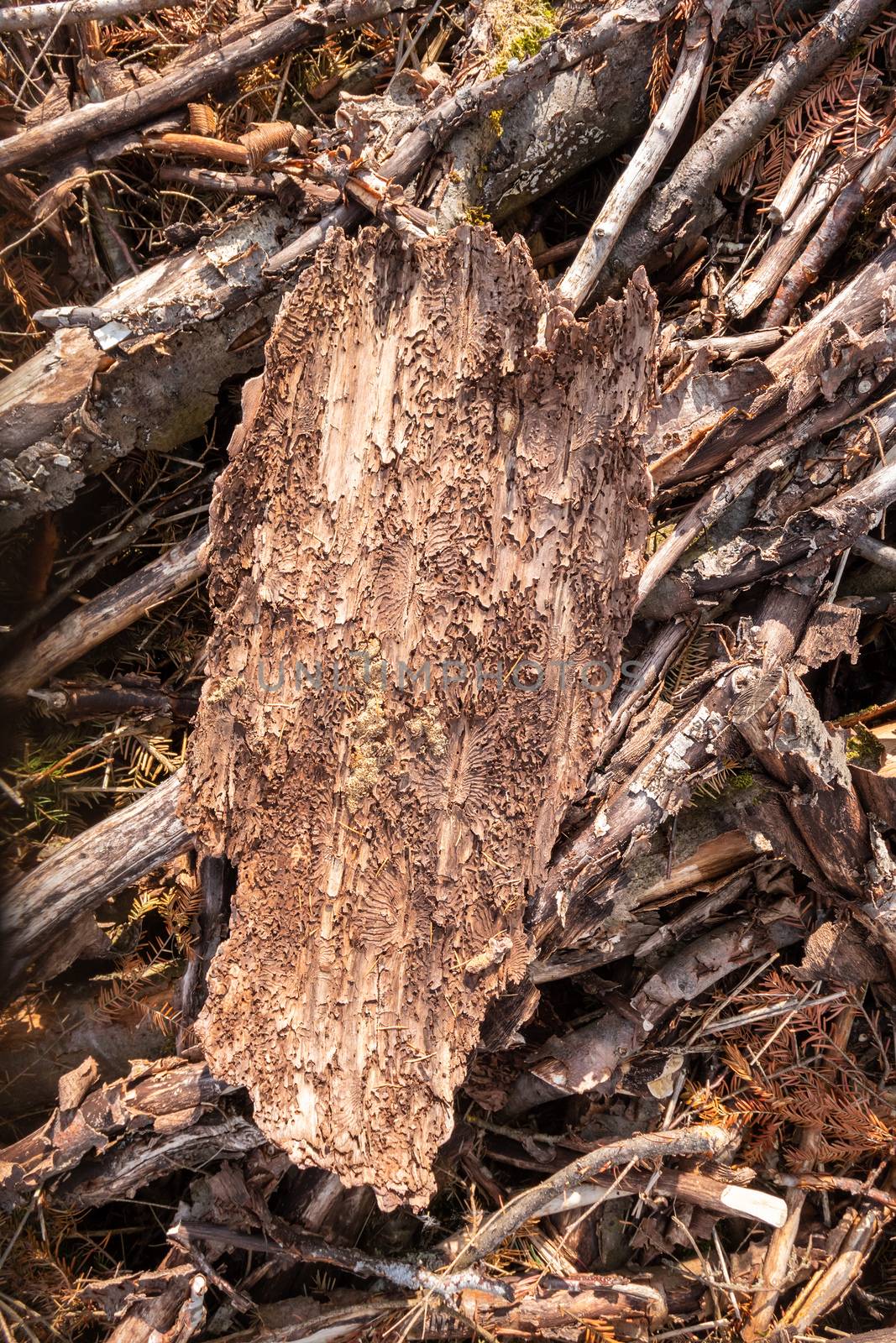 piece of bark with traces of the Bark Beetle by magann