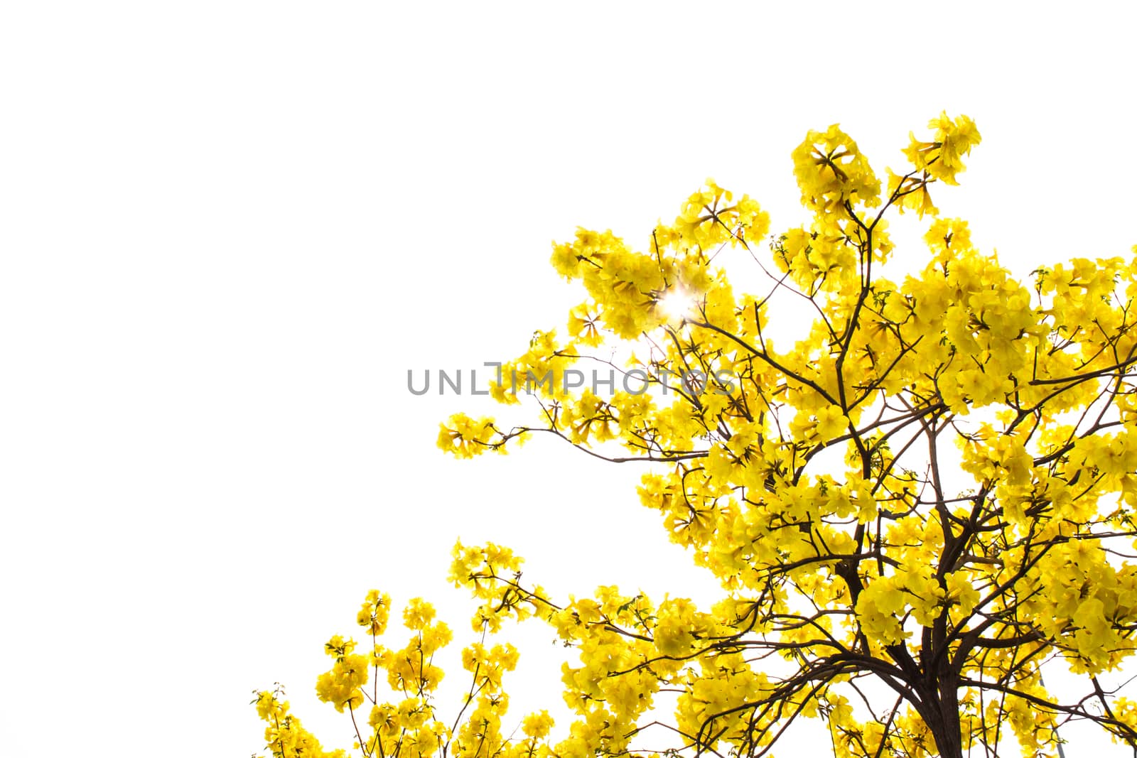 big branch plant with round fluffy yellow flowers