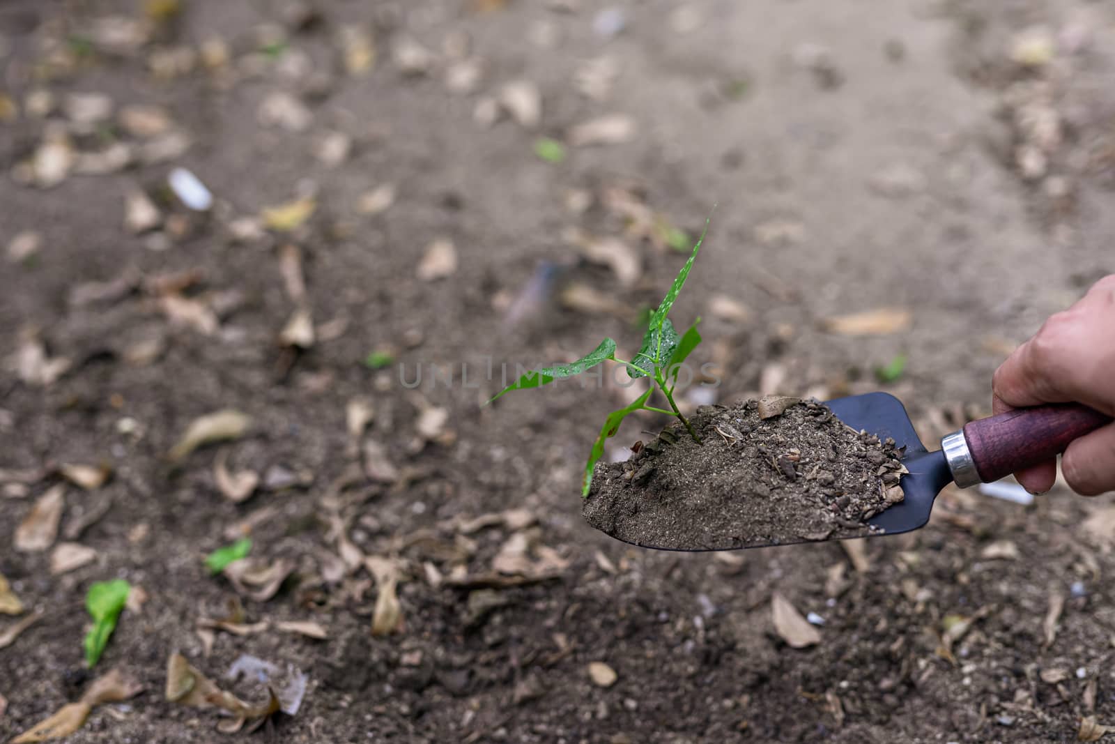 Photos of a spoon handle to dig the soil with a small green tree.