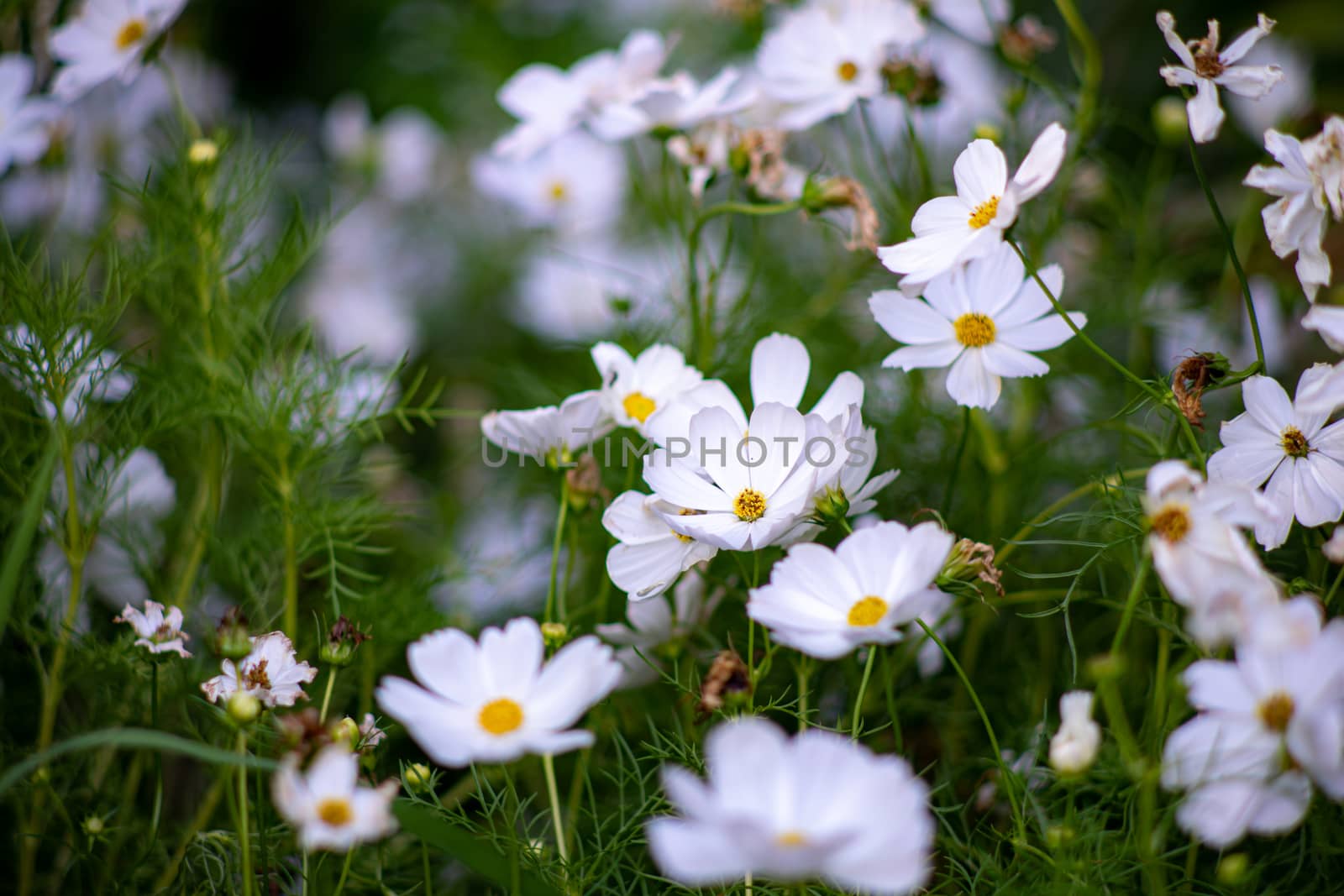 Photos of white flowers in nature