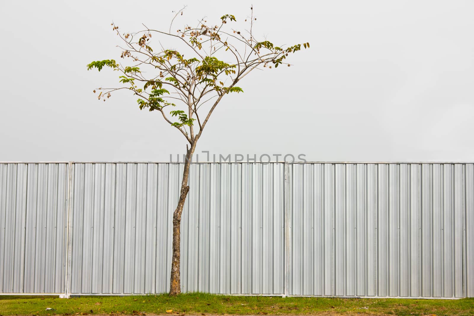 Zinc Fence and tree  by shutterbird