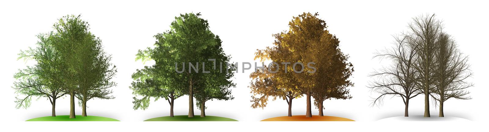 An illustration of a tree in four seasons