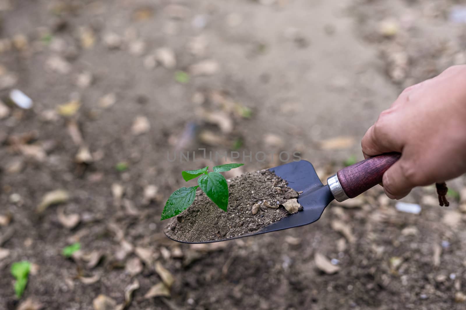 Photos of a spoon handle to dig the soil with a small green tree.