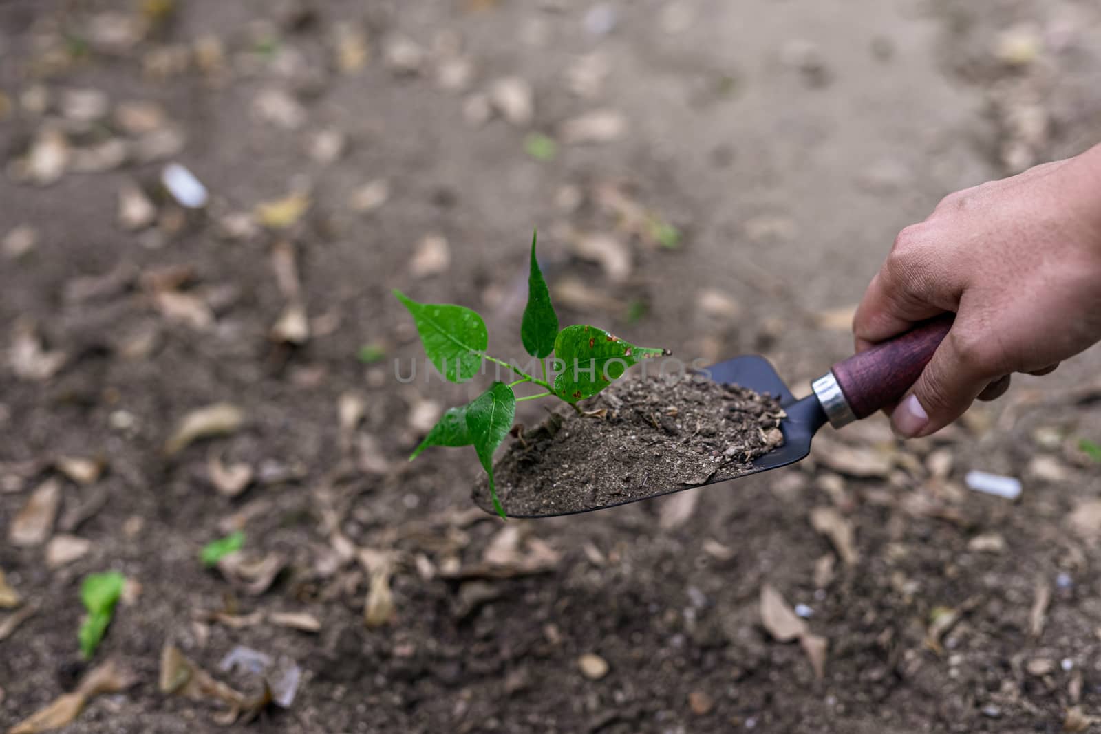 Photos of a spoon handle to dig the soil with a small green tree.