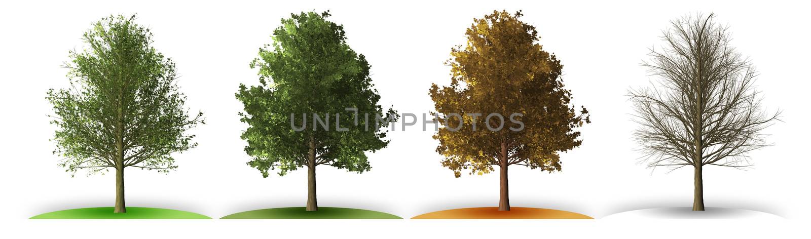 An illustration of a tree in four seasons