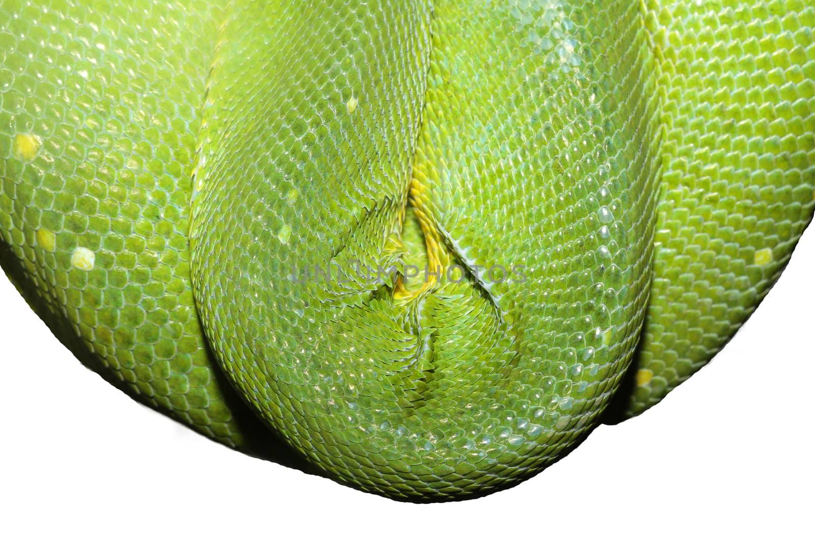close up green snake skin on white background by pumppump