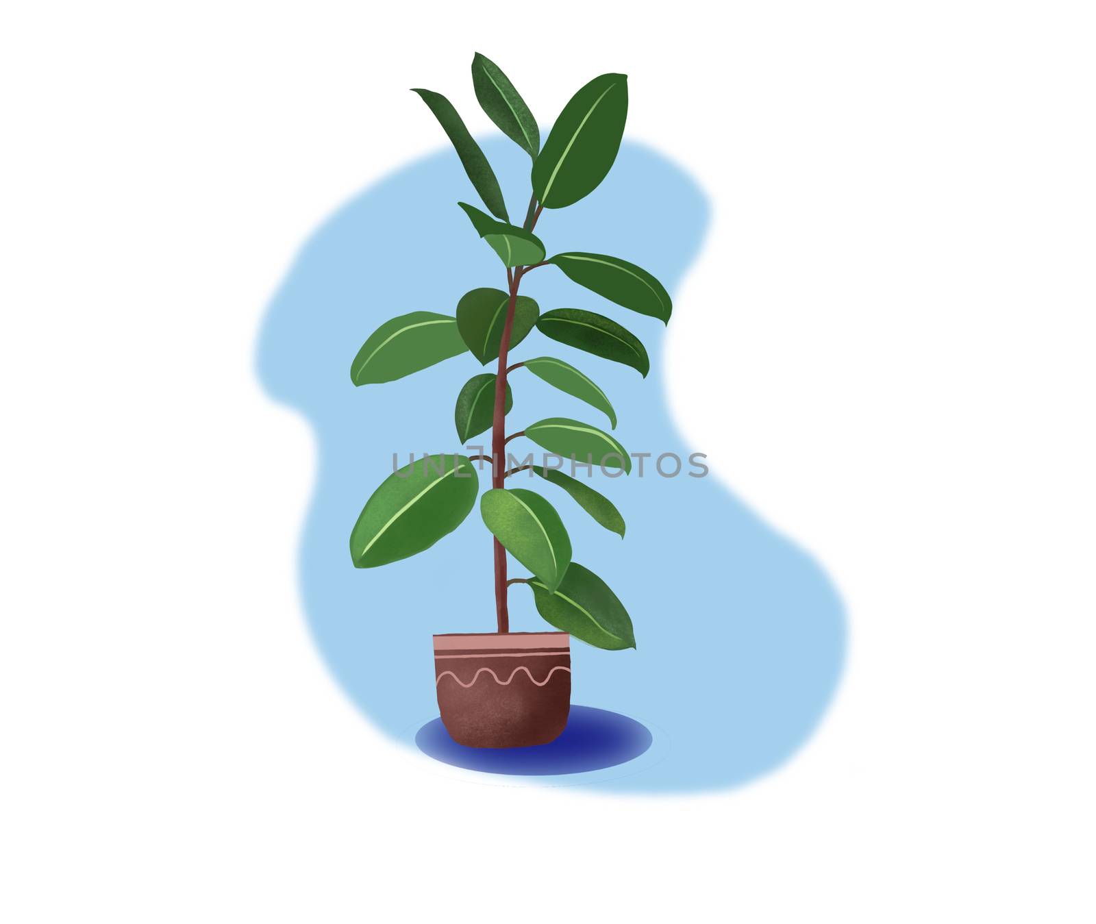 Home plant in pot ficus illustration. Interior design element. Digital hand drawn illustration of rubber plant.