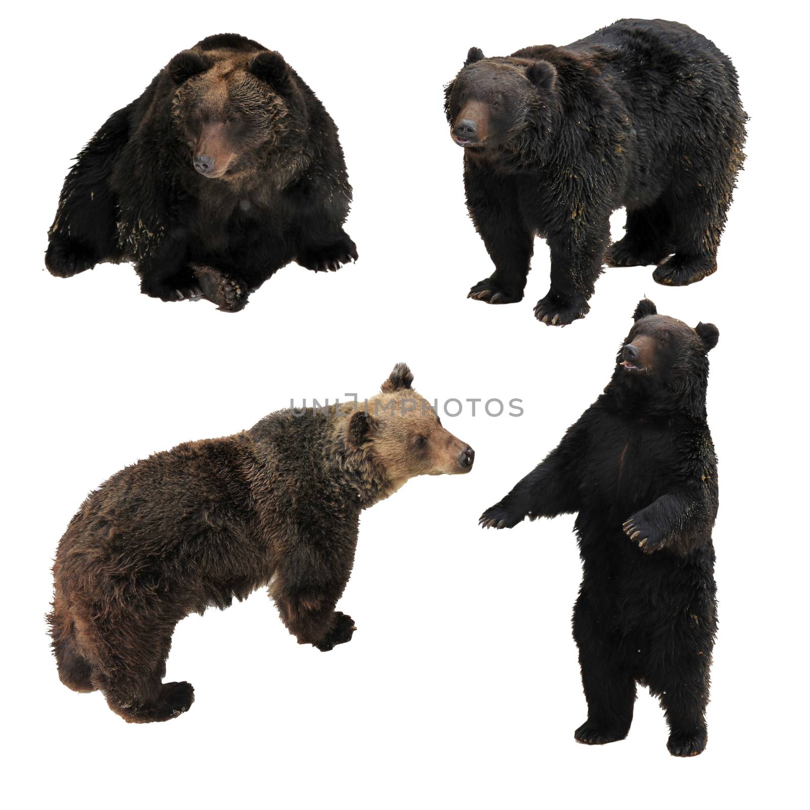 group action Japan brown bear isolated on white background have  by pumppump