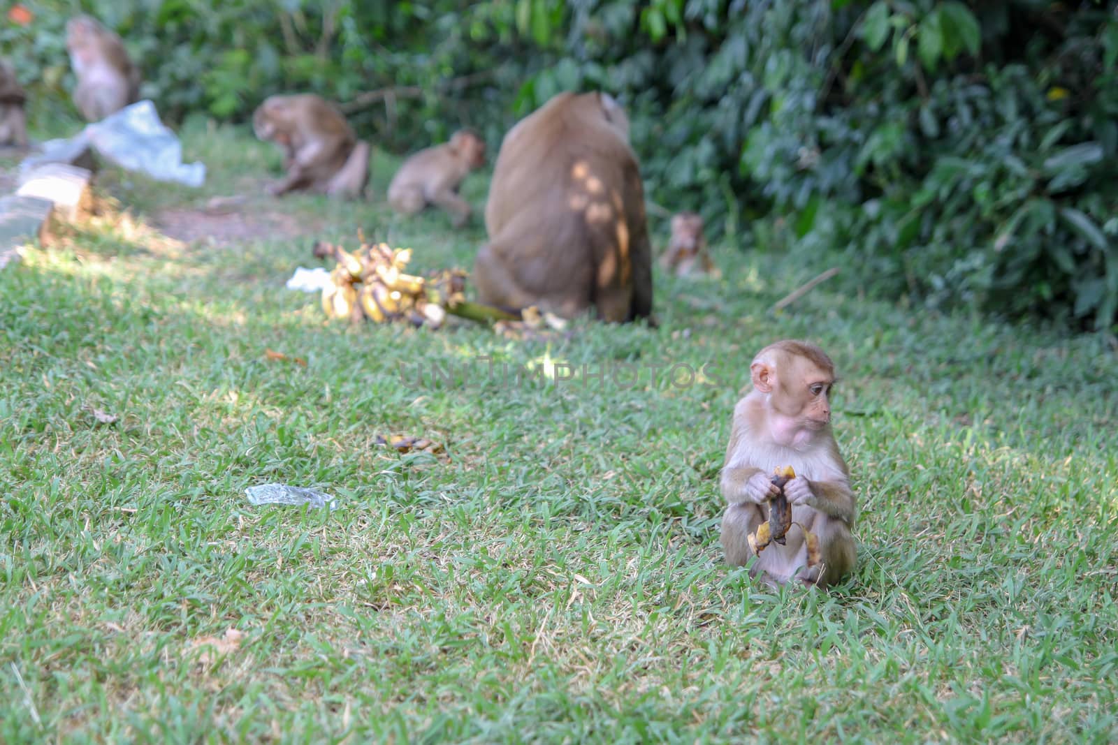 baby monkey eat banana near group.