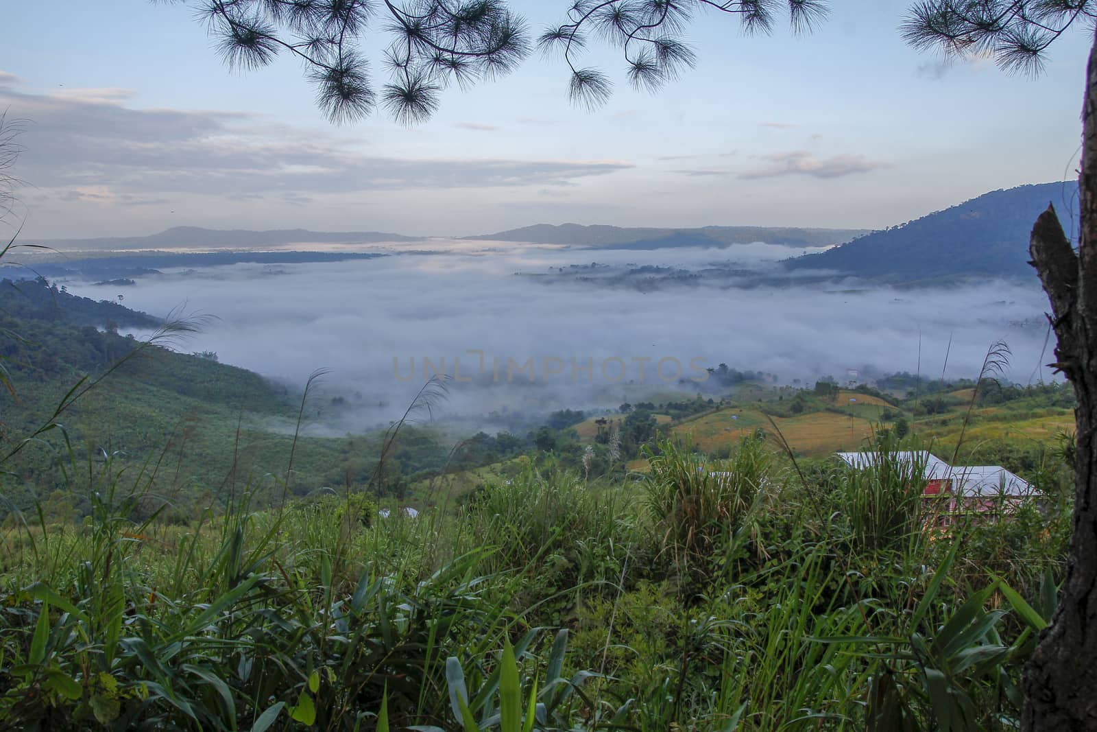 Sea of fog in Khao Kho at thailand.